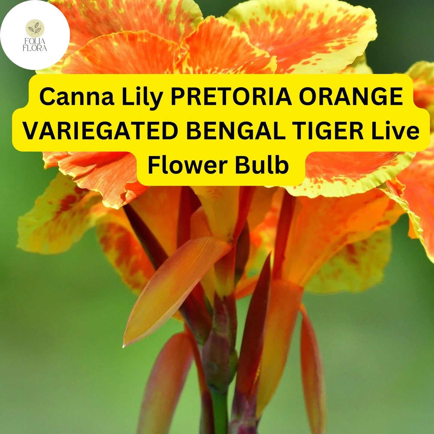 Pretoria Canna Lily Bulb | Orange Variegated Bengal Tiger Tropical Flower | Canna indica