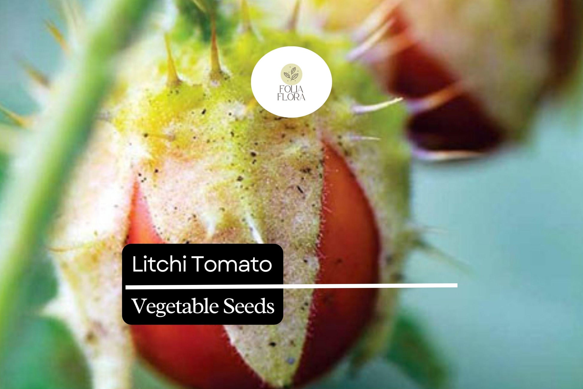 Litchi Tomato Seeds – Rare Heirloom Fruit with Spiny Foliage – Solanum sisymbriifolium, 50 Seeds
