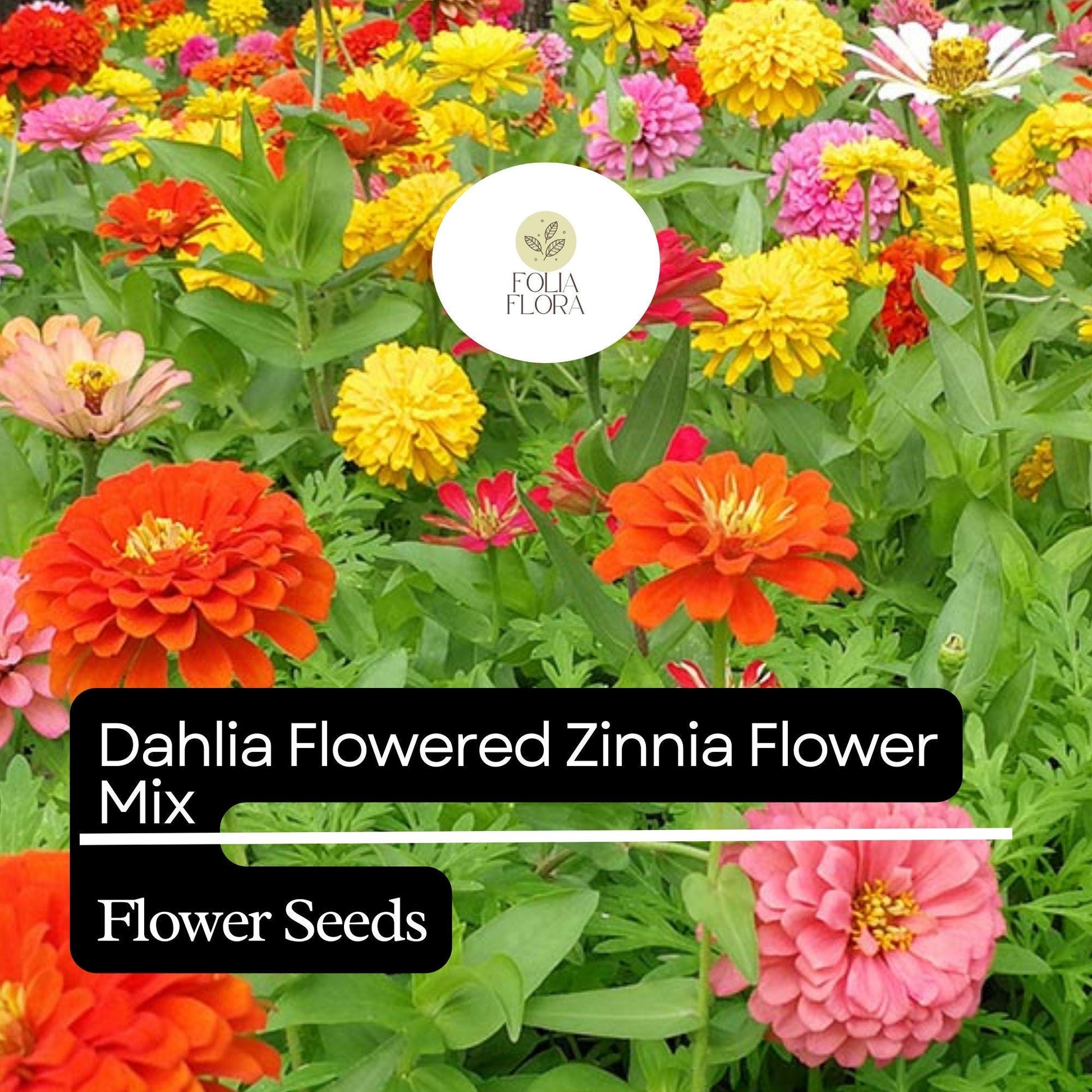 Dahlia Flowered Zinnia Seeds – Large Vibrant Blooms, Pollinator-Friendly, Easy to Grow – Zinnia elegans, Mixed Colors