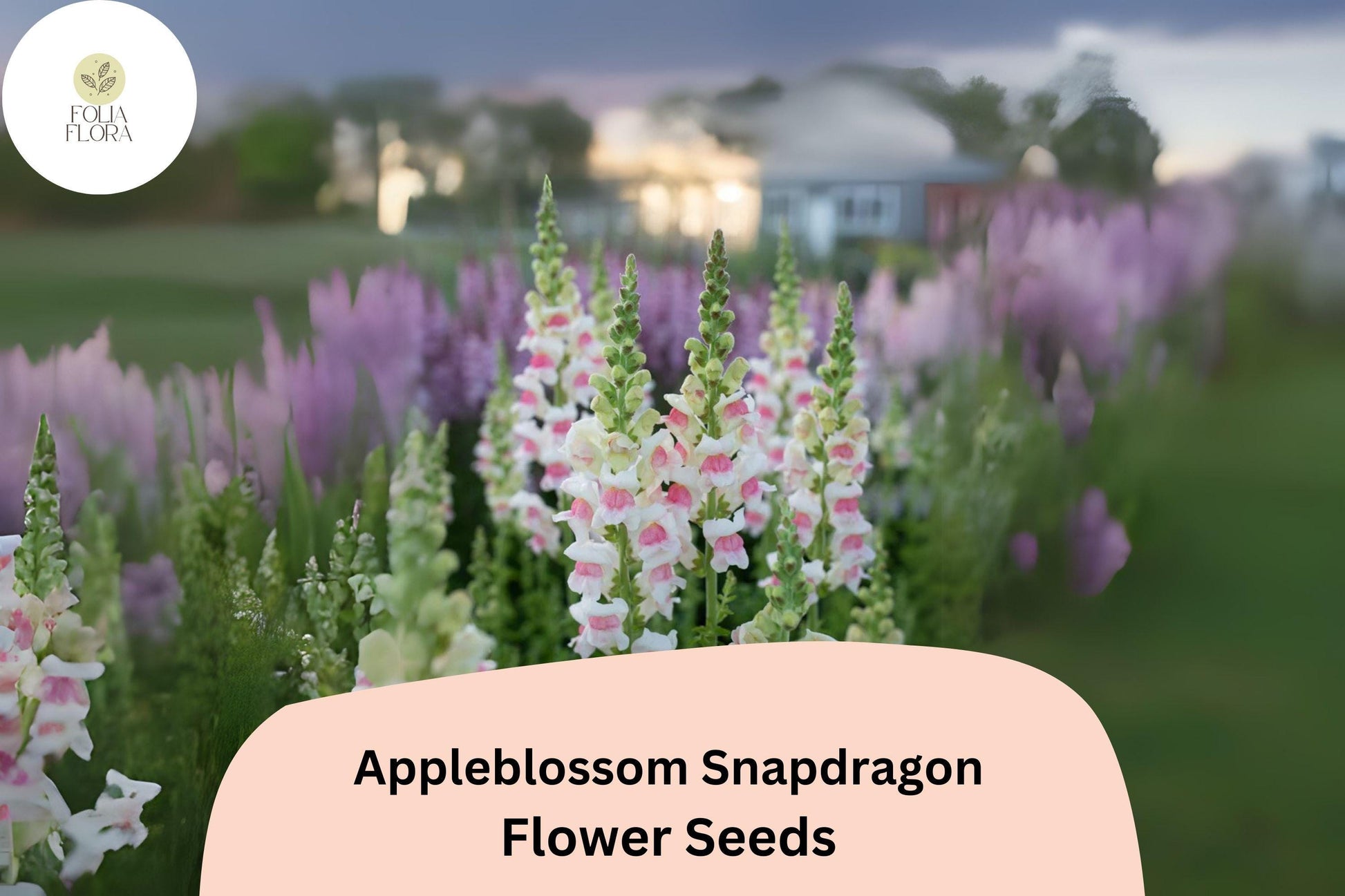 Appleblossom Snapdragon Seeds (Antirrhinum majus) | 1000+ Soft Pink & White Flowers | Pollinator-Friendly Annual Plant