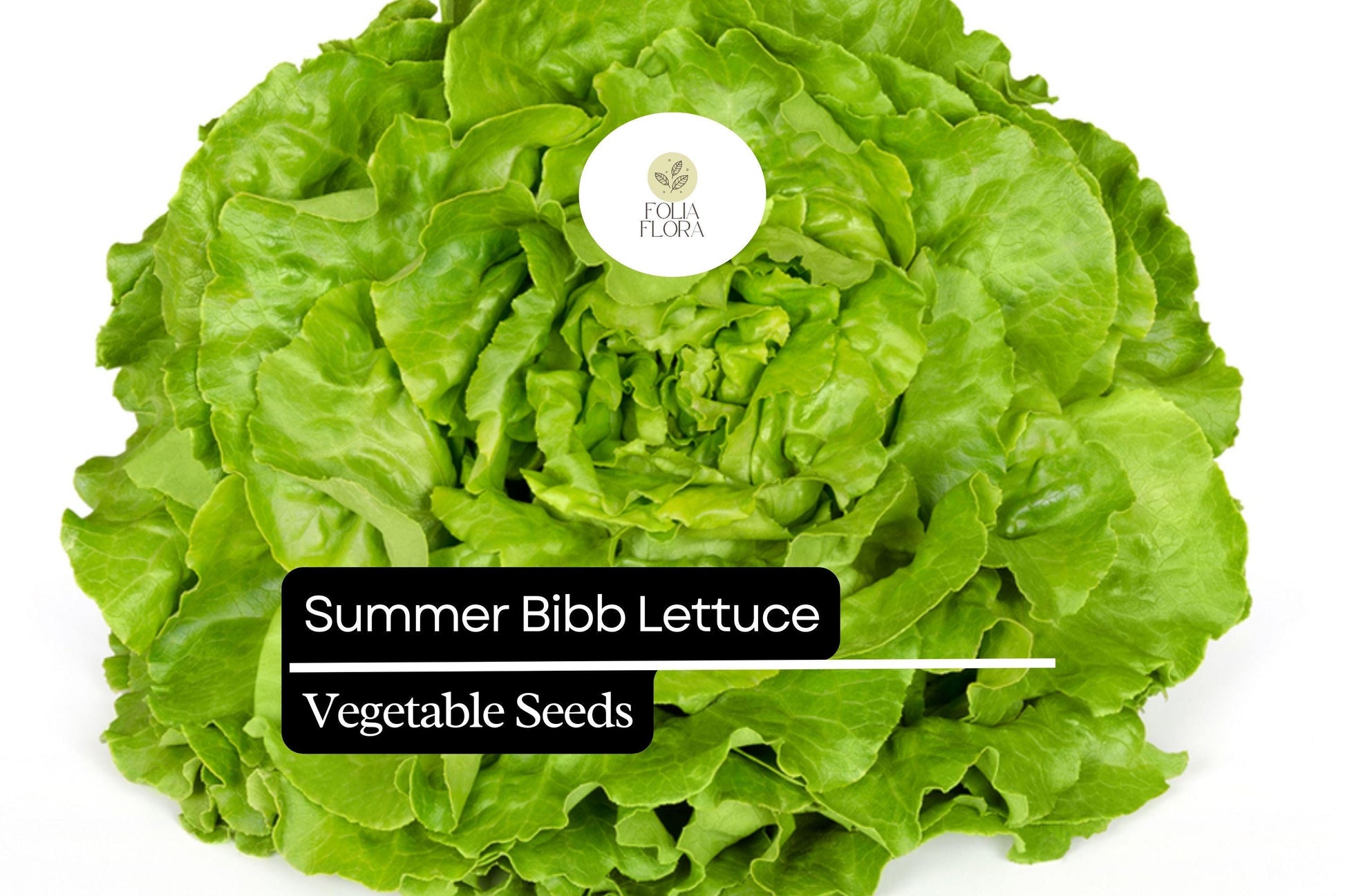 1000 Summer Bibb Lettuce Seeds – Heirloom, Non-GMO, Heat-Tolerant, Butterhead Lettuce Lactuca sativa