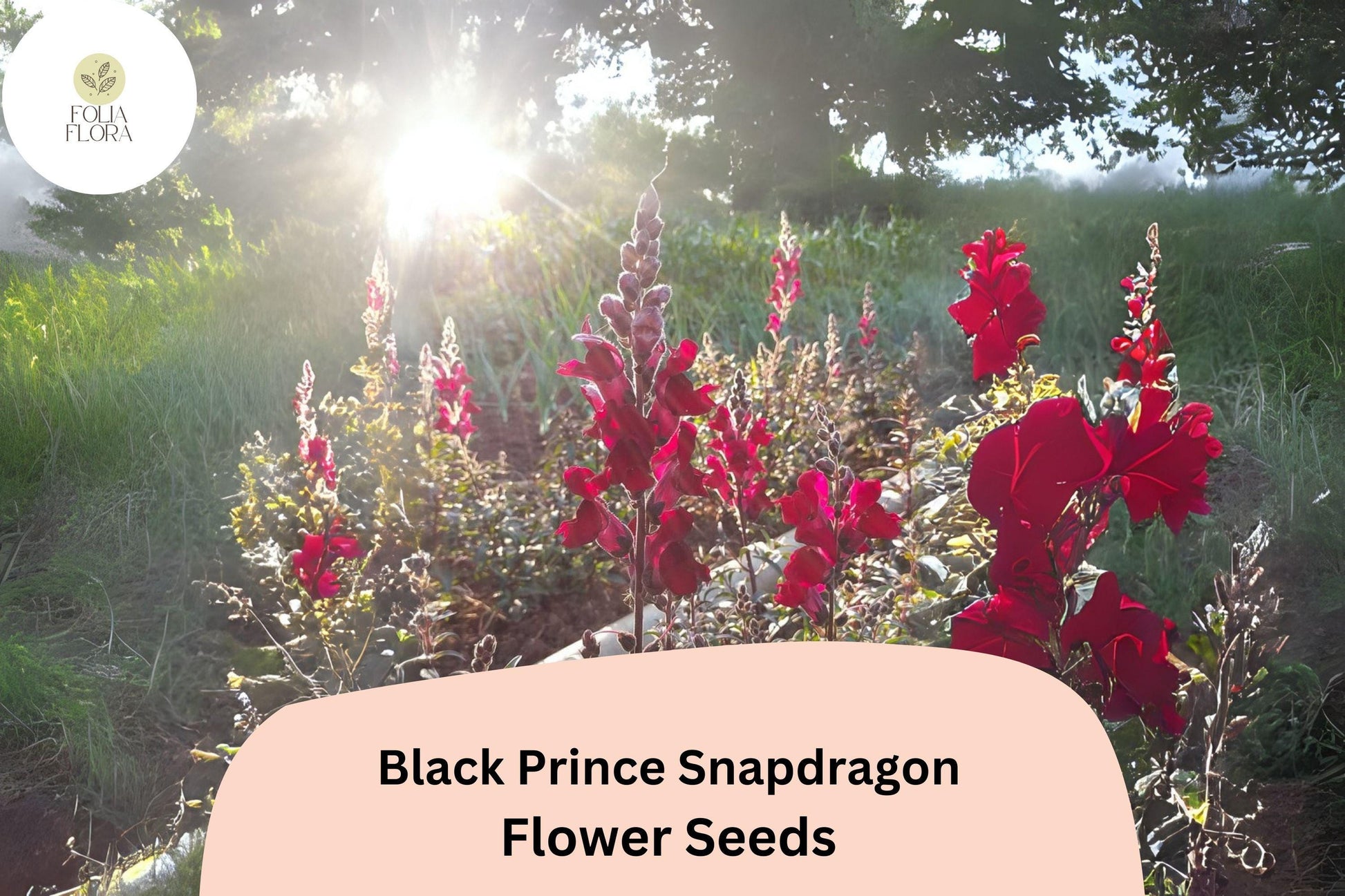 Black Prince Snapdragon Seeds 1000+ | Deep Burgundy Blooms | Antirrhinum majus for Gardens, Borders & Cut Flowers