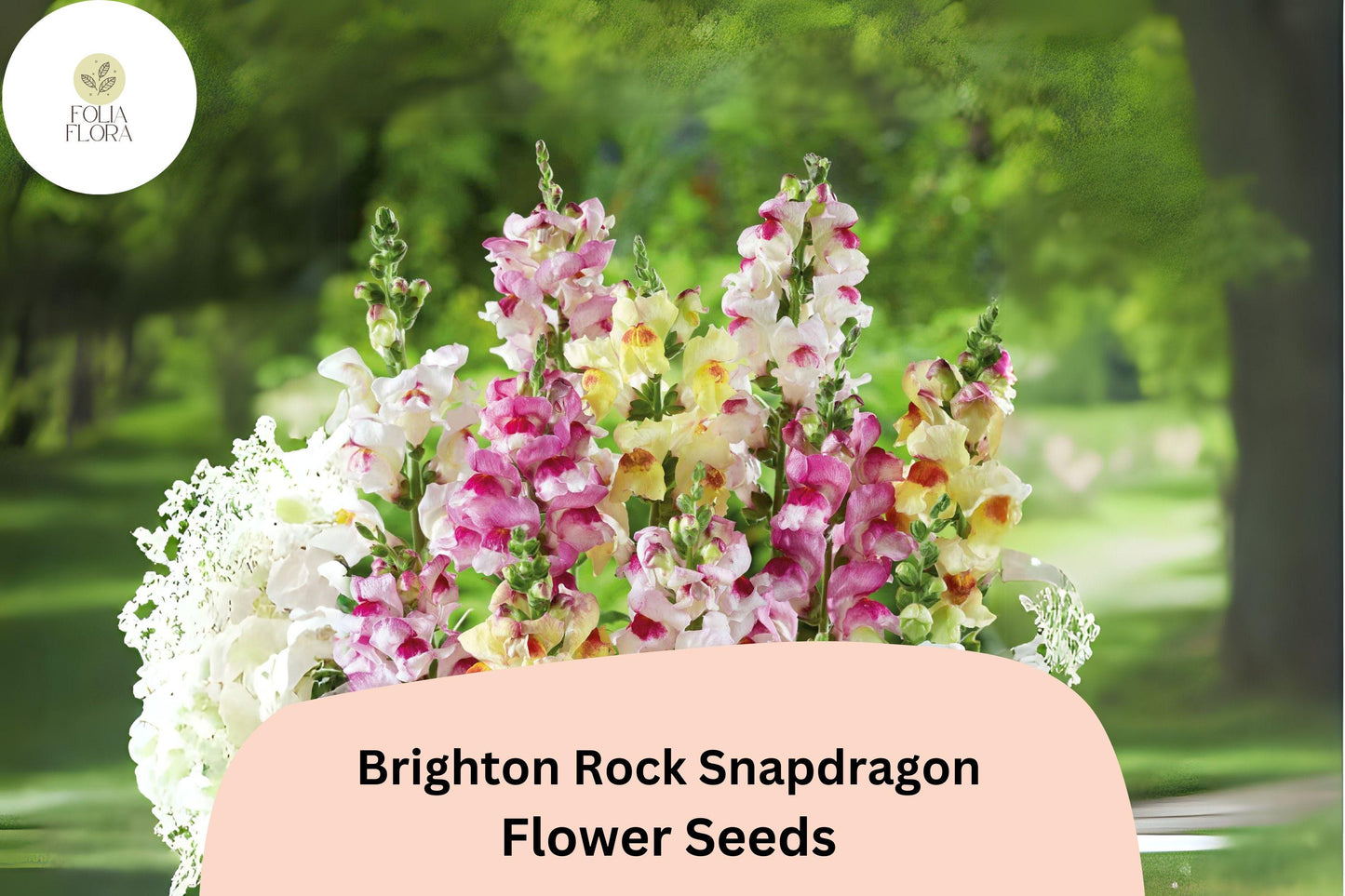 Brighton Rock Snapdragon Seeds | Bicolor Mix | Antirrhinum majus | Pollinator-Friendly Annual for Gardens & Borders