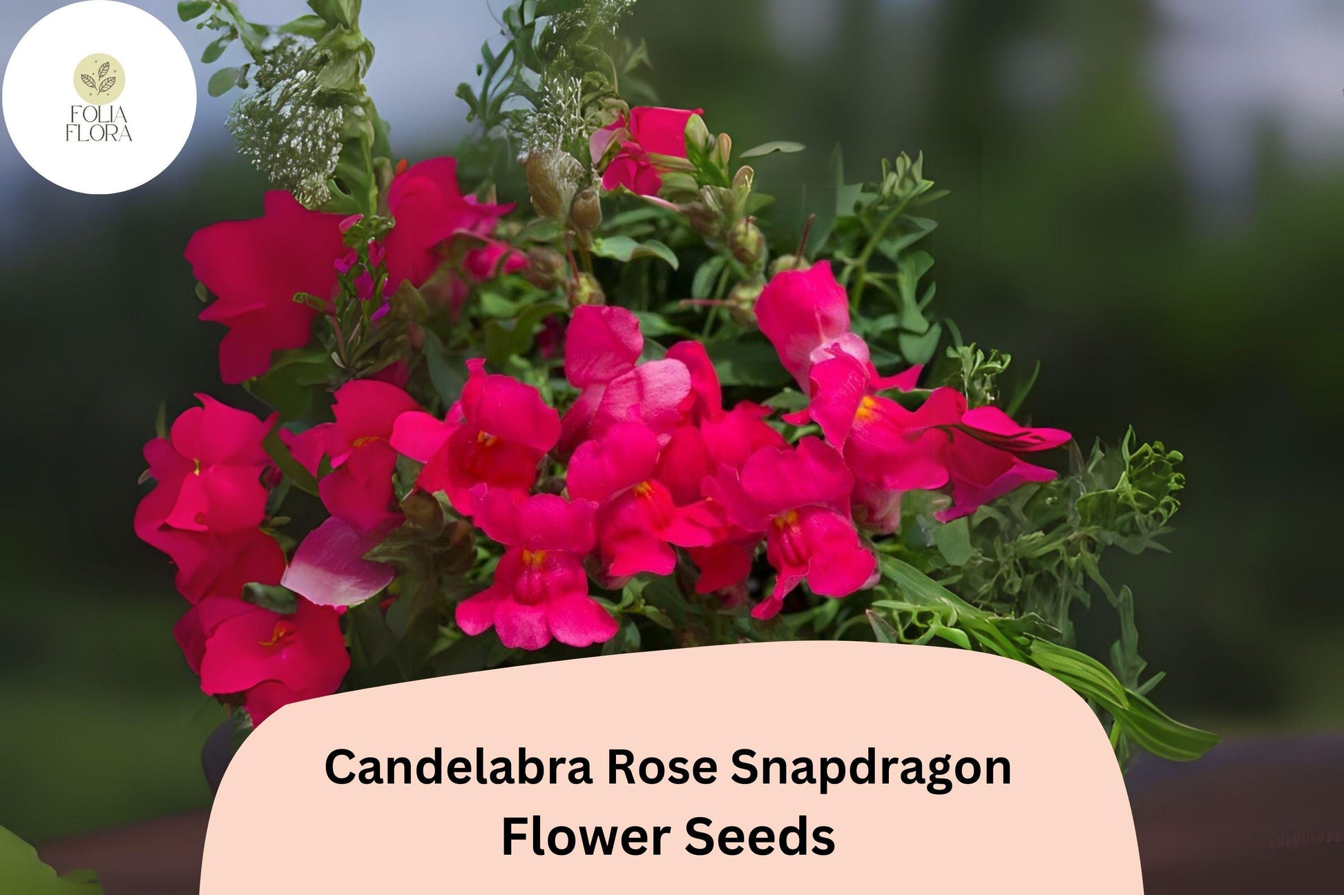 Candelabra Rose Snapdragon Seeds (Antirrhinum majus) | 1000+ Seeds | Rose-Pink Blooms for Gardens & Borders