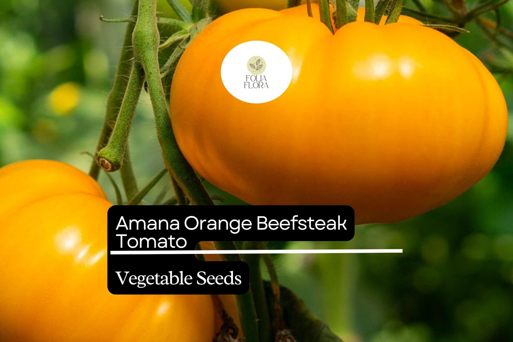 Amana Orange Tomato Seeds – Heirloom Beefsteak, Large Bright Orange Fruits, High-Yield, Low-Acid, Indeterminate Solanum lycopersicum
