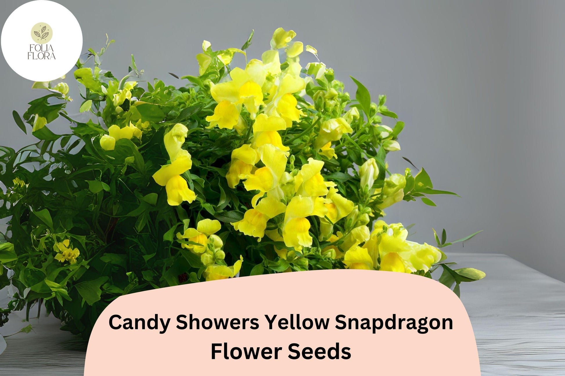 Candy Showers Yellow Snapdragon Seeds | Cascading Blooms | Antirrhinum majus | Pollinator-Friendly, Trailing, Bright Golden Yellow