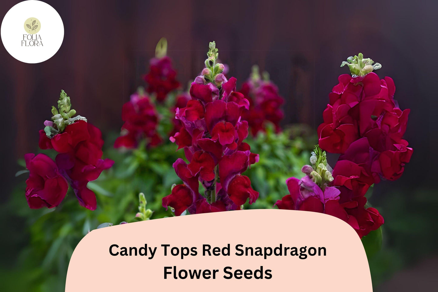 Candy Tops Red Snapdragon Seeds | Dwarf Antirrhinum majus for Borders & Containers | 1000+ Seeds