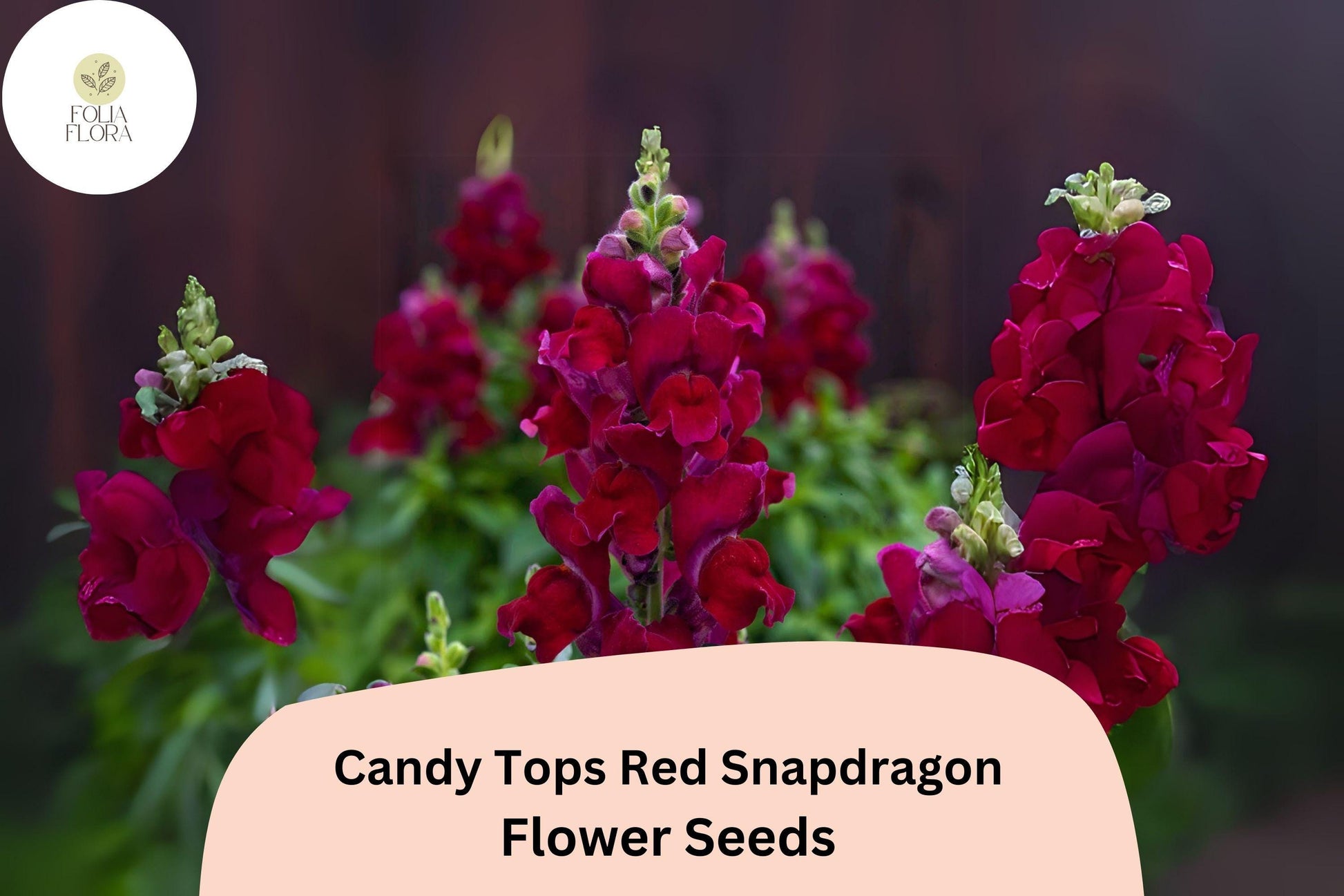 Candy Tops Red Snapdragon Seeds | Dwarf Antirrhinum majus for Borders & Containers | 1000+ Seeds