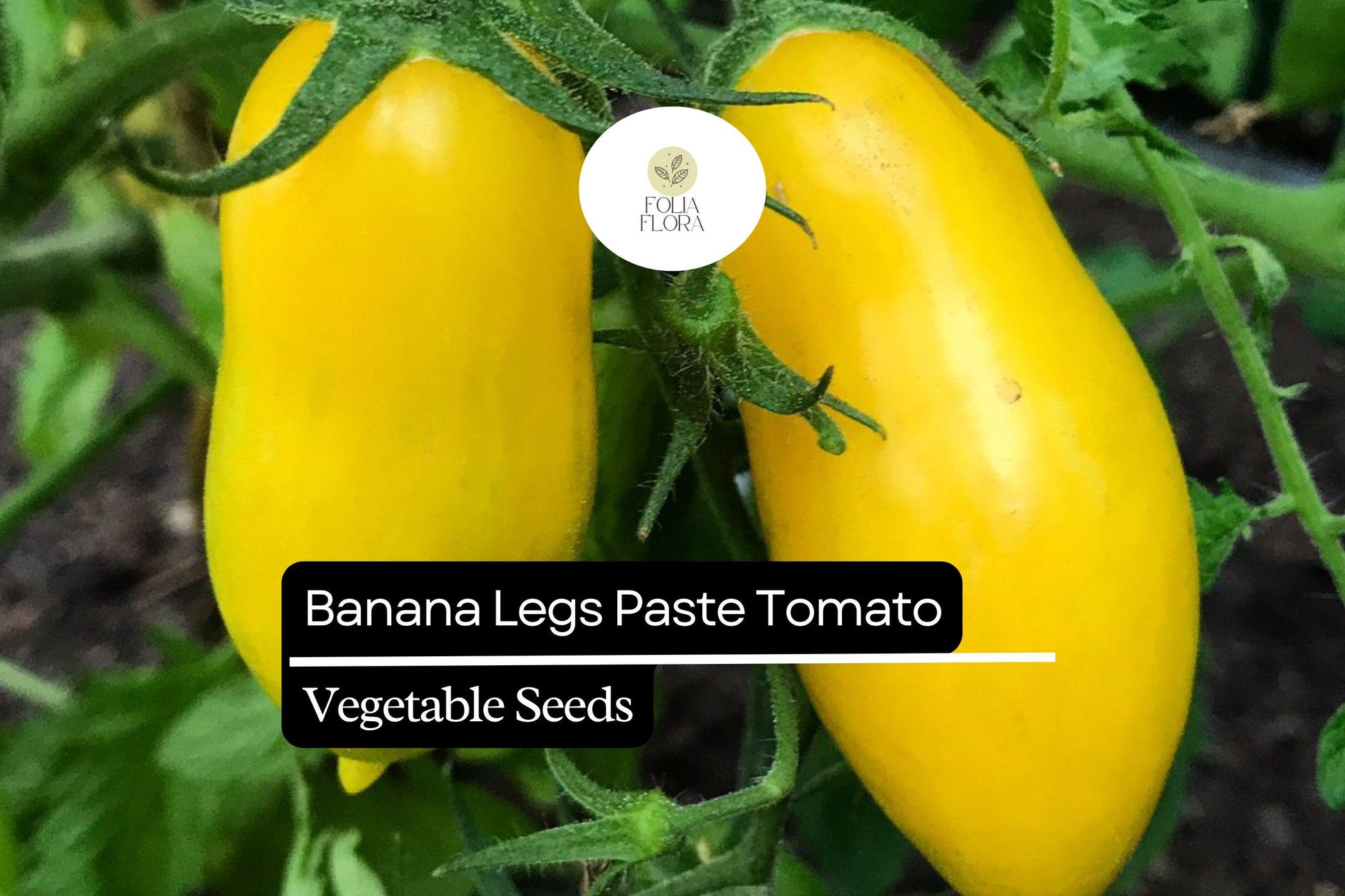 Banana Legs Tomato Seeds – Heirloom Yellow Paste Tomato for Sauces & Salsas – Solanum lycopersicum