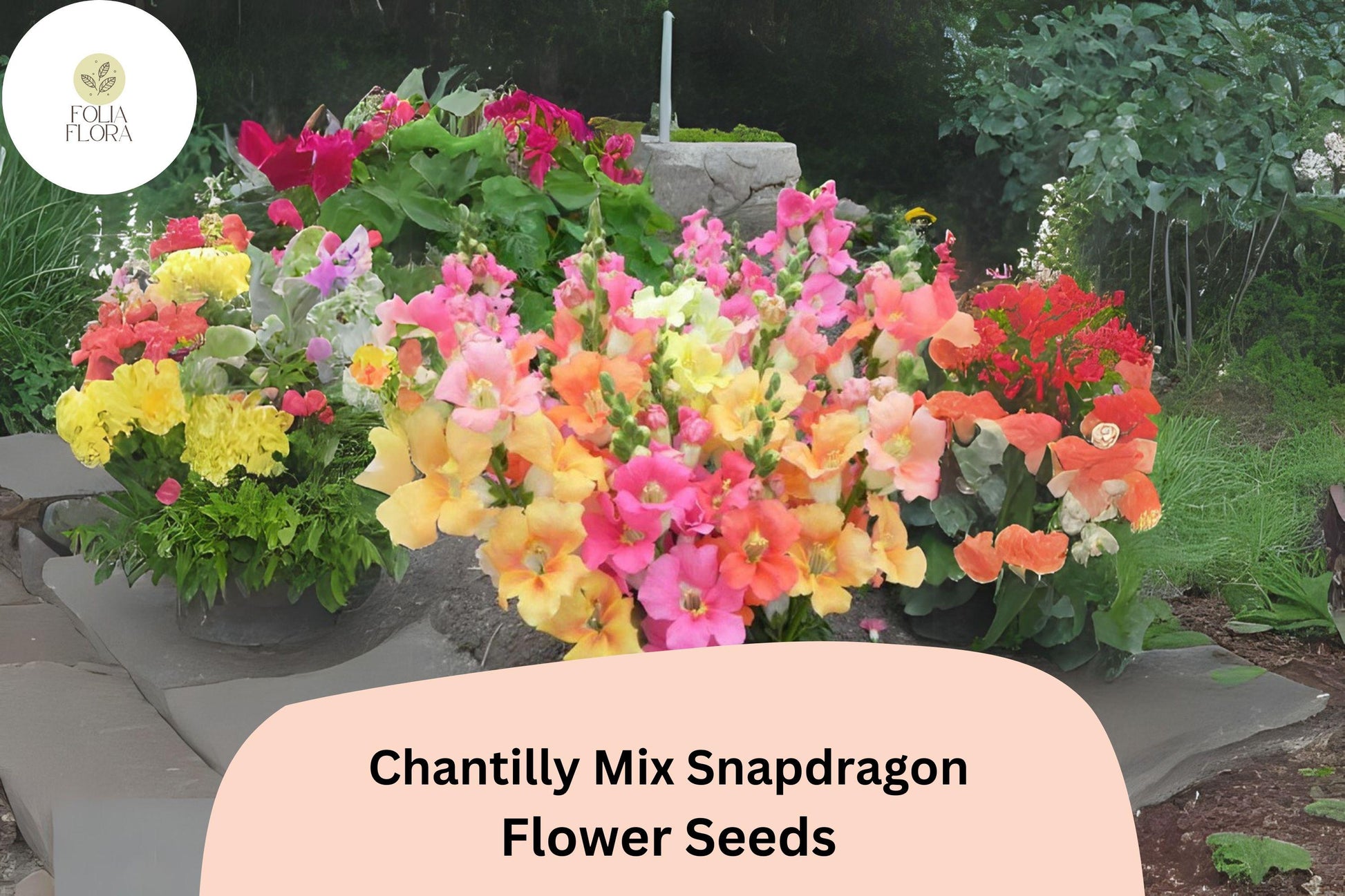 Chantilly Snapdragon Seeds | Tall Mix, Fragrant, Pollinator-Friendly, Antirrhinum majus, 1000+ Seeds