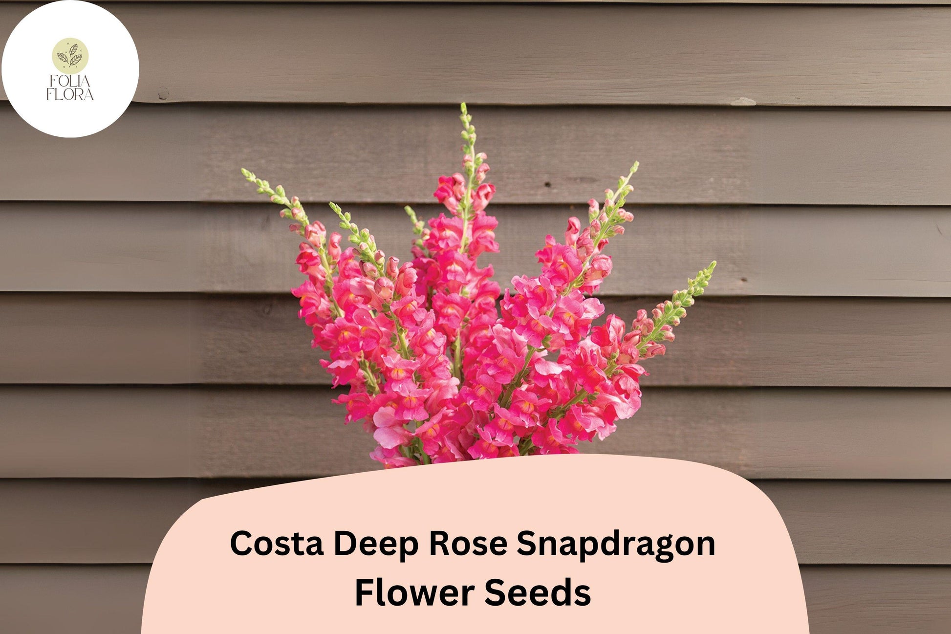 Costa Deep Rose Snapdragon Seeds | 1000+ Rich Pink Blooms | Antirrhinum majus | Tall, Pollinator-Friendly, Fragrant Annual