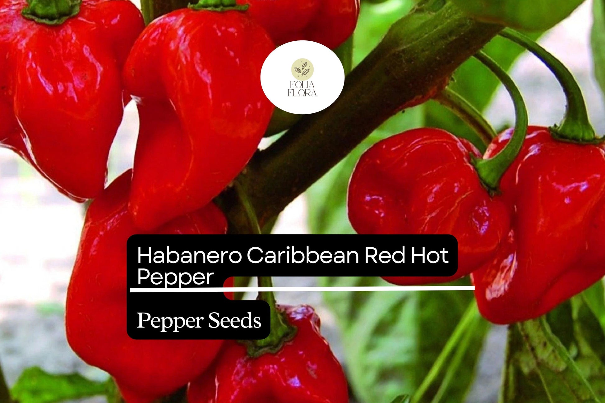 25 Caribbean Red Habanero Pepper Seeds – Capsicum chinense – Super Hot, Fruity Flavor, High-Yielding, Drought-Tolerant