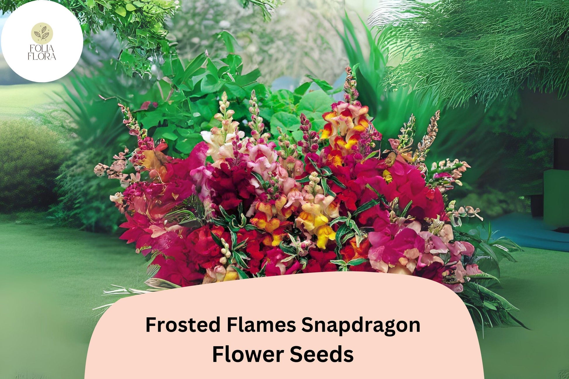 Frosted Flames Snapdragon Seeds – Heirloom Variegated Blooms, 1000+ Seeds, Antirrhinum majus, Pollinator-Friendly, Vibrant Flowering Plants