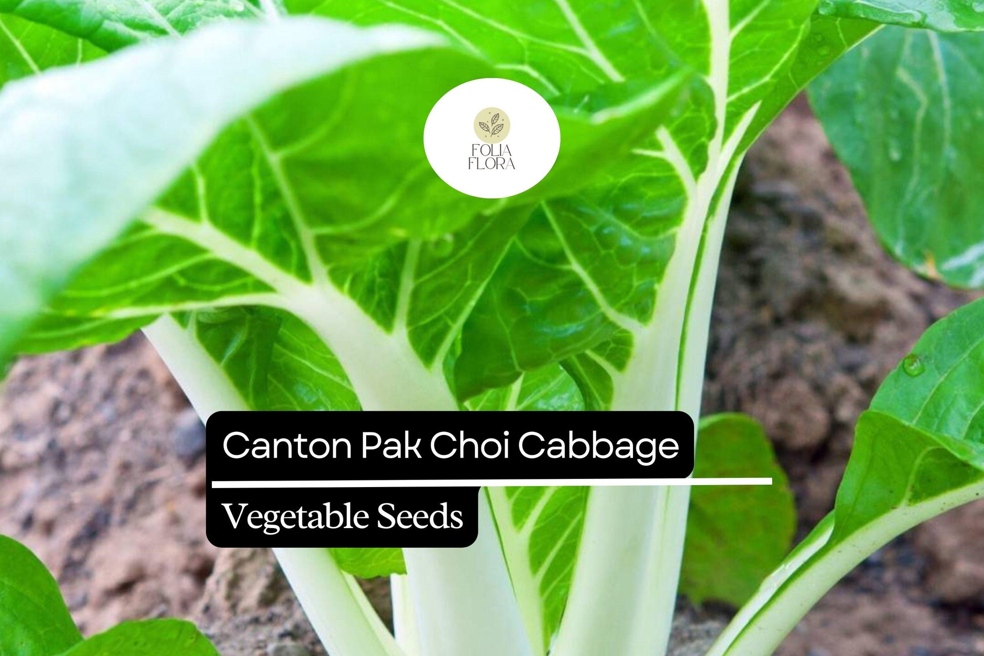 Canton Pak Choi Seeds – Non-GMO Asian Greens for Container Gardening, Tender White Stems & Deep Green Leaves, Brassica rapa