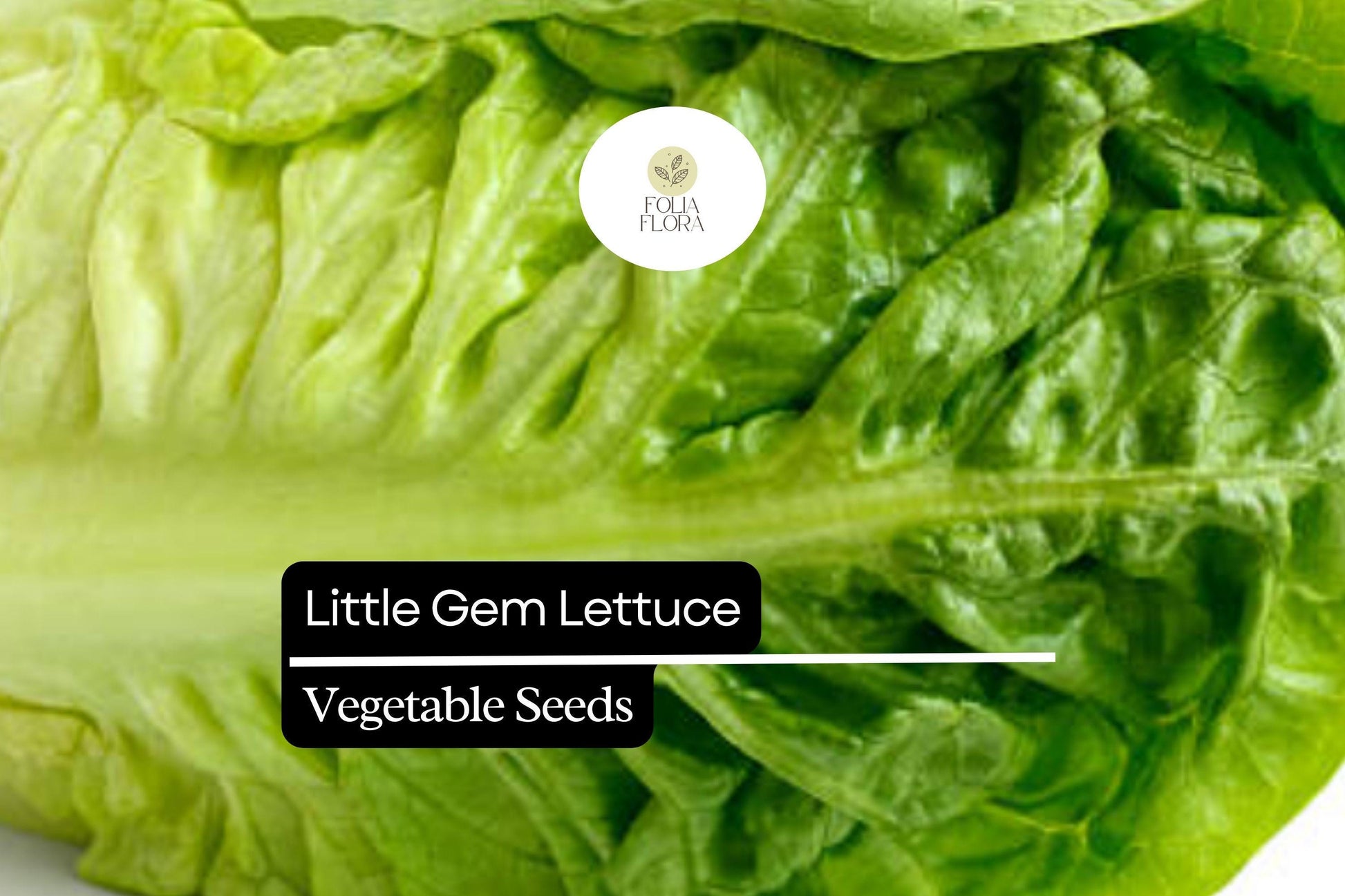 Little Gem Lettuce Seeds – Mini Romaine, Heirloom Non-GMO, Compact, Crisp, Sweet Flavor, Salad Greens, Lactuca sativa