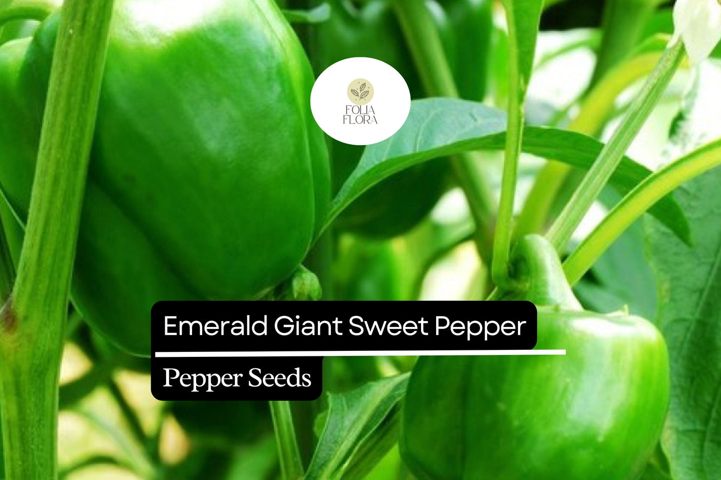 Emerald Giant Sweet Pepper Seeds – Heirloom Non-GMO Bell Pepper – Large Green, Thick-Walled, Up to 5 Inches, Capsicum annuum