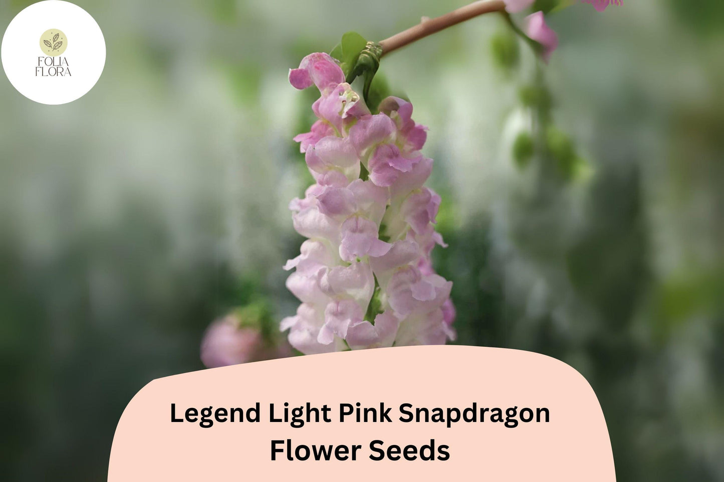 Legend Light Pink Snapdragon Seeds | Double Blooms, Pollinator-Friendly, Non-GMO, Antirrhinum majus