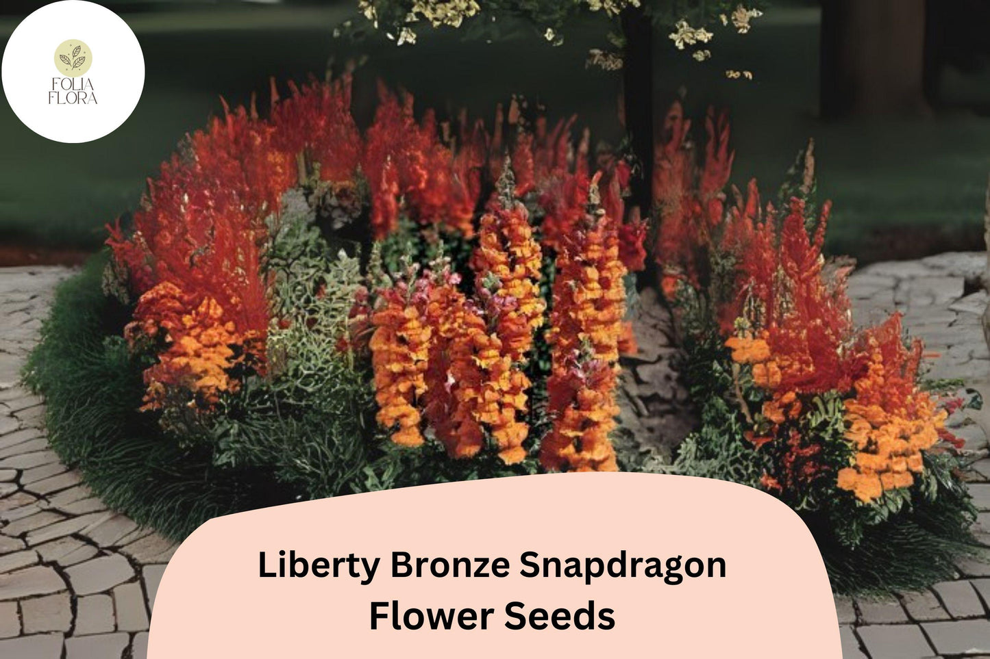 Antirrhinum majus Liberty Bronze Snapdragon Seeds – 1000+ Warm-Toned Blooms for Garden & Cut Flowers