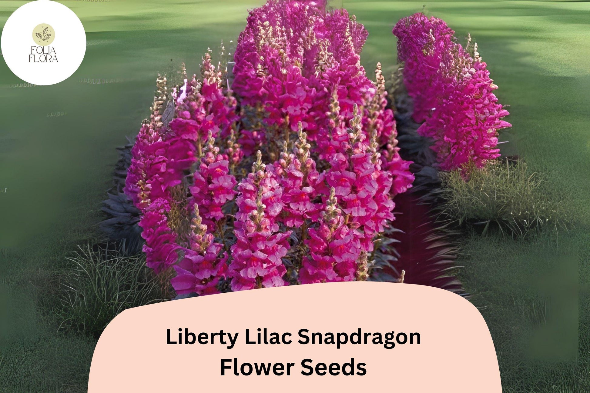 Antirrhinum majus Liberty Lilac Snapdragon Seeds – 1000+ Soft Lilac Blooms for Garden & Cut Flowers