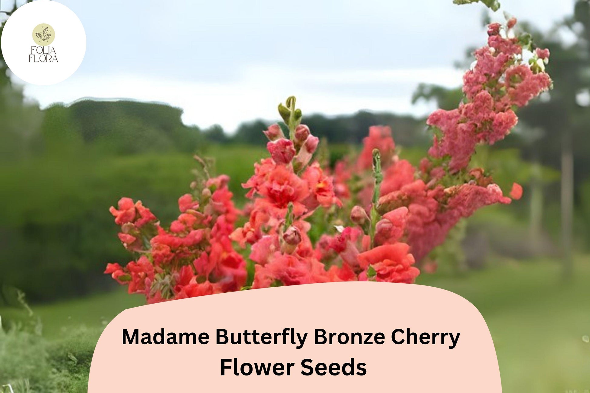 Bronze Cherry Snapdragon Seeds - Madame Butterfly, Ruffled Double Blooms, Antirrhinum majus, Pollinator-Friendly, Full Sun, 1000+ Seeds