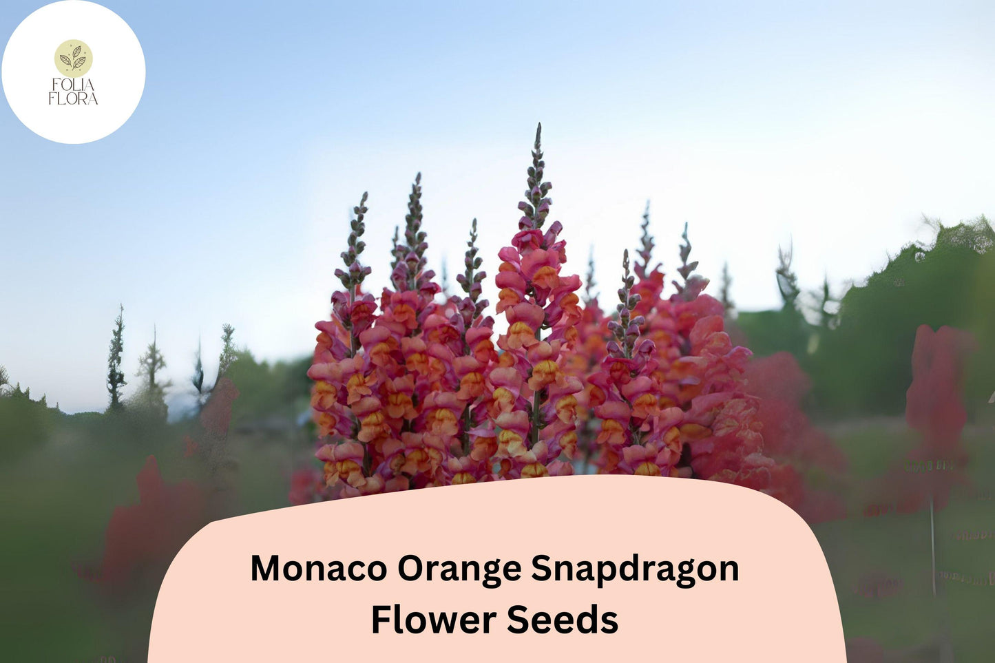 Antirrhinum majus Monaco Orange Snapdragon Seeds – Bright Orange Double-Petaled Flowers for Garden & Cut Flowers