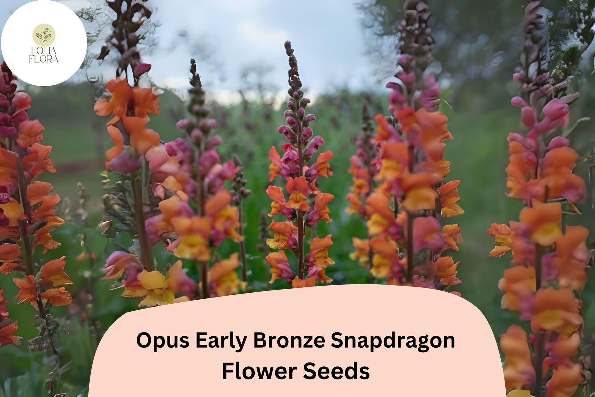 Bronze Snapdragon Seeds – Opus Early Copper Peach Flowers – Antirrhinum majus Pollinator-Friendly, Cut Flower, Garden Bedding