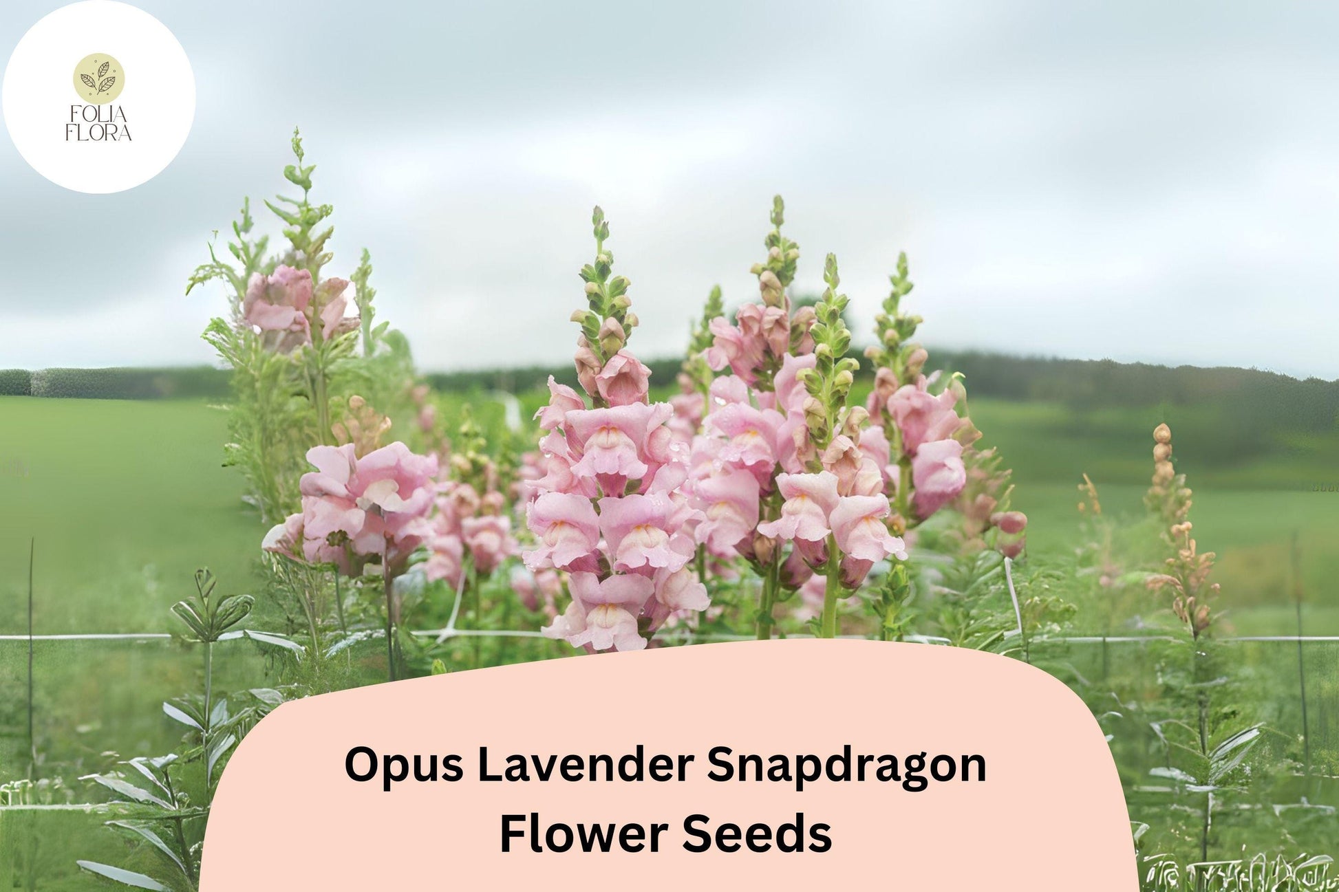 Antirrhinum majus Opus Lavender Snapdragon Seeds – 1000+ Soft Purple Blooms, Pollinator-Friendly, Cut Flower, Garden Plant