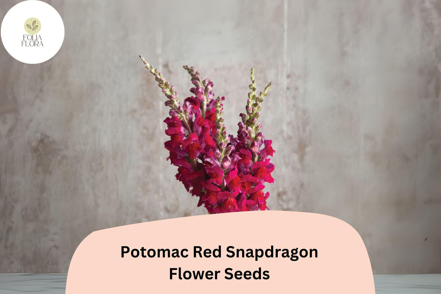 Antirrhinum majus Potomac Red Snapdragon Seeds – 1000+ Bold Red Double-Petaled Blooms for Garden & Cut Flowers