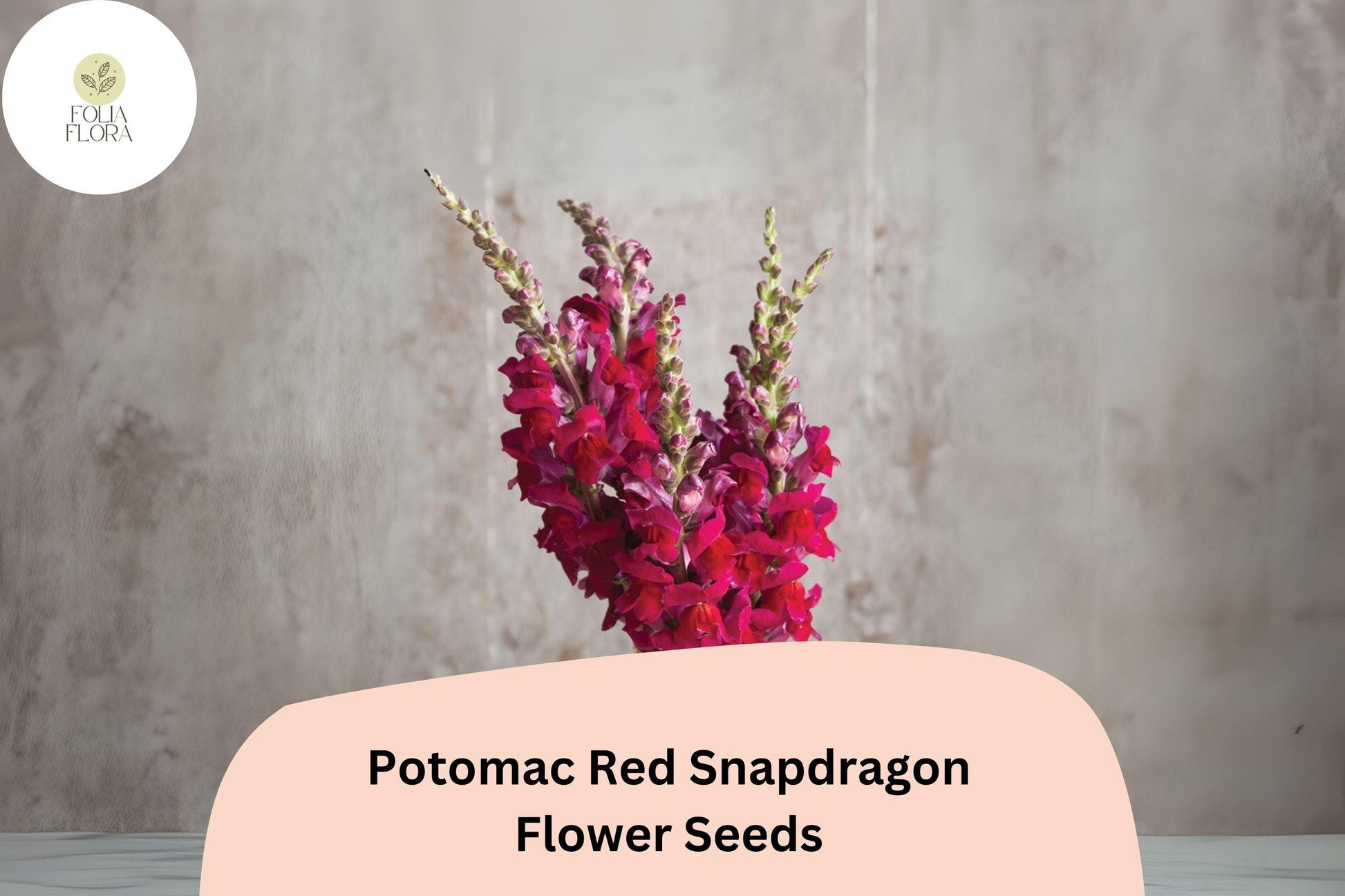 Antirrhinum majus Potomac Red Snapdragon Seeds – 1000+ Bold Red Double-Petaled Blooms for Garden & Cut Flowers