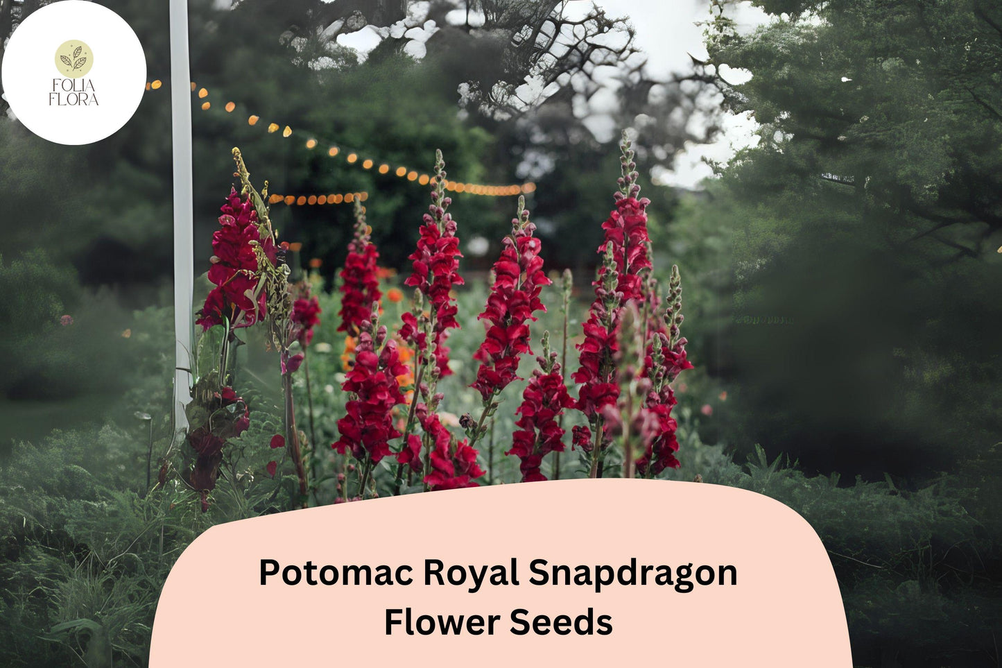 Antirrhinum majus Potomac Royal Snapdragon Seeds – 1000+ Deep Purple Blooms for Garden & Cut Flowers
