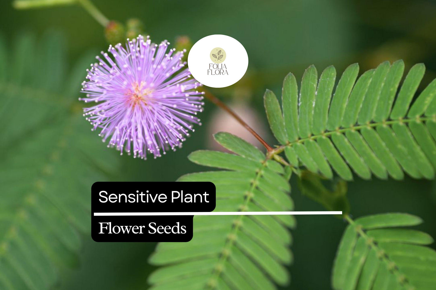 Sensitive Plant Seeds - Mimosa microphylla, Touch-Responsive Leaves, Pollinator-Friendly, Drought-Tolerant Ground Cover, 5 Pack