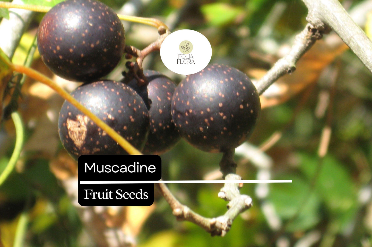 Muscadine Grape Seeds | Edible Native Vine for Fresh, Wine & Jellies | Vitis rotundifolia, 5 Seeds