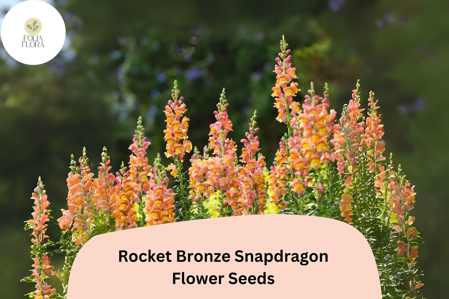 Antirrhinum majus Rocket Bronze Snapdragon Seeds – 1000+ Bronze-Orange Blooms, Double-Petaled, Pollinator-Friendly, Garden & Cut Flowers