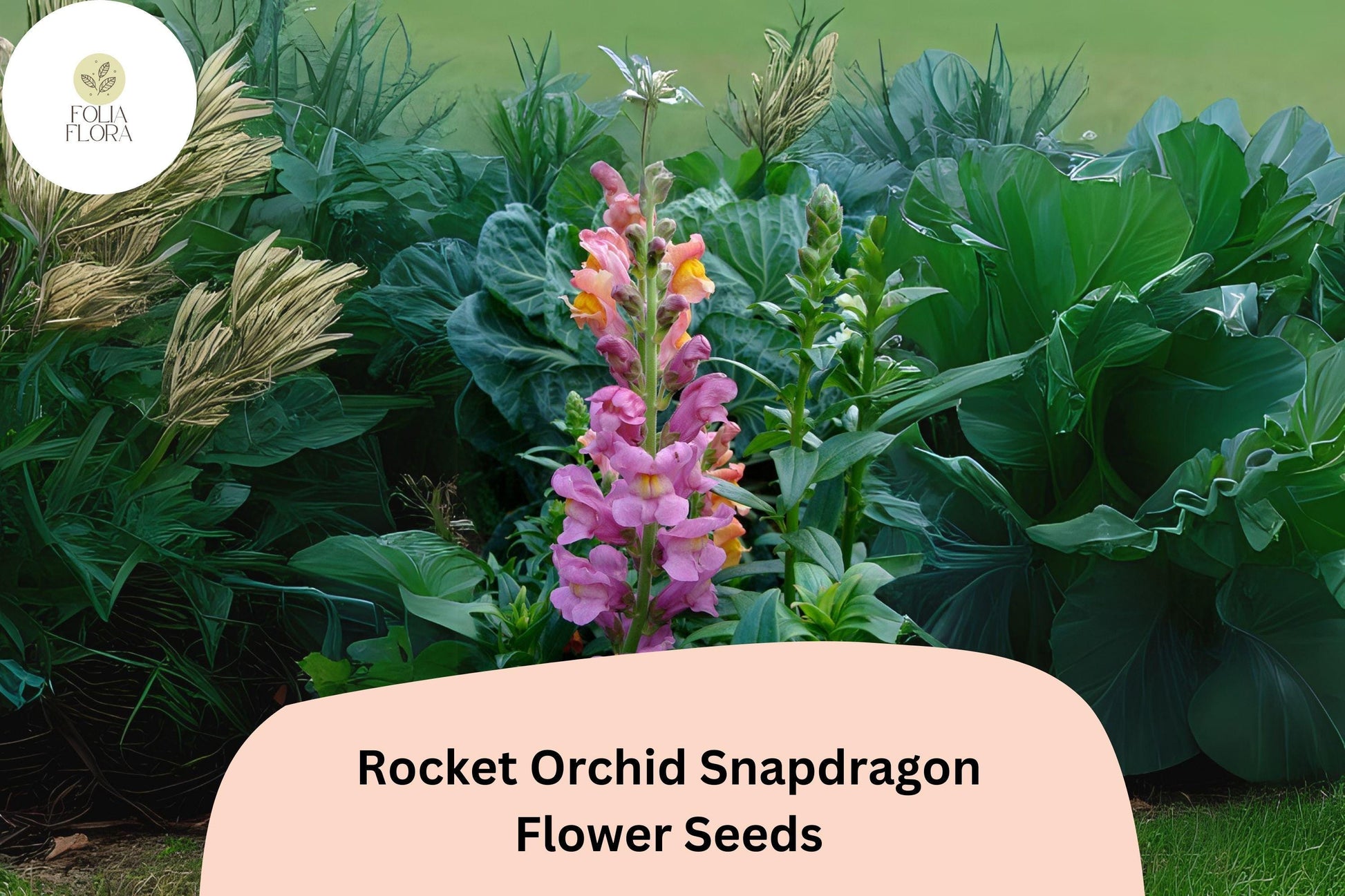 Antirrhinum majus Rocket Orchid Snapdragon Seeds – 1000+ Purple Blooms for Garden & Cut Flowers