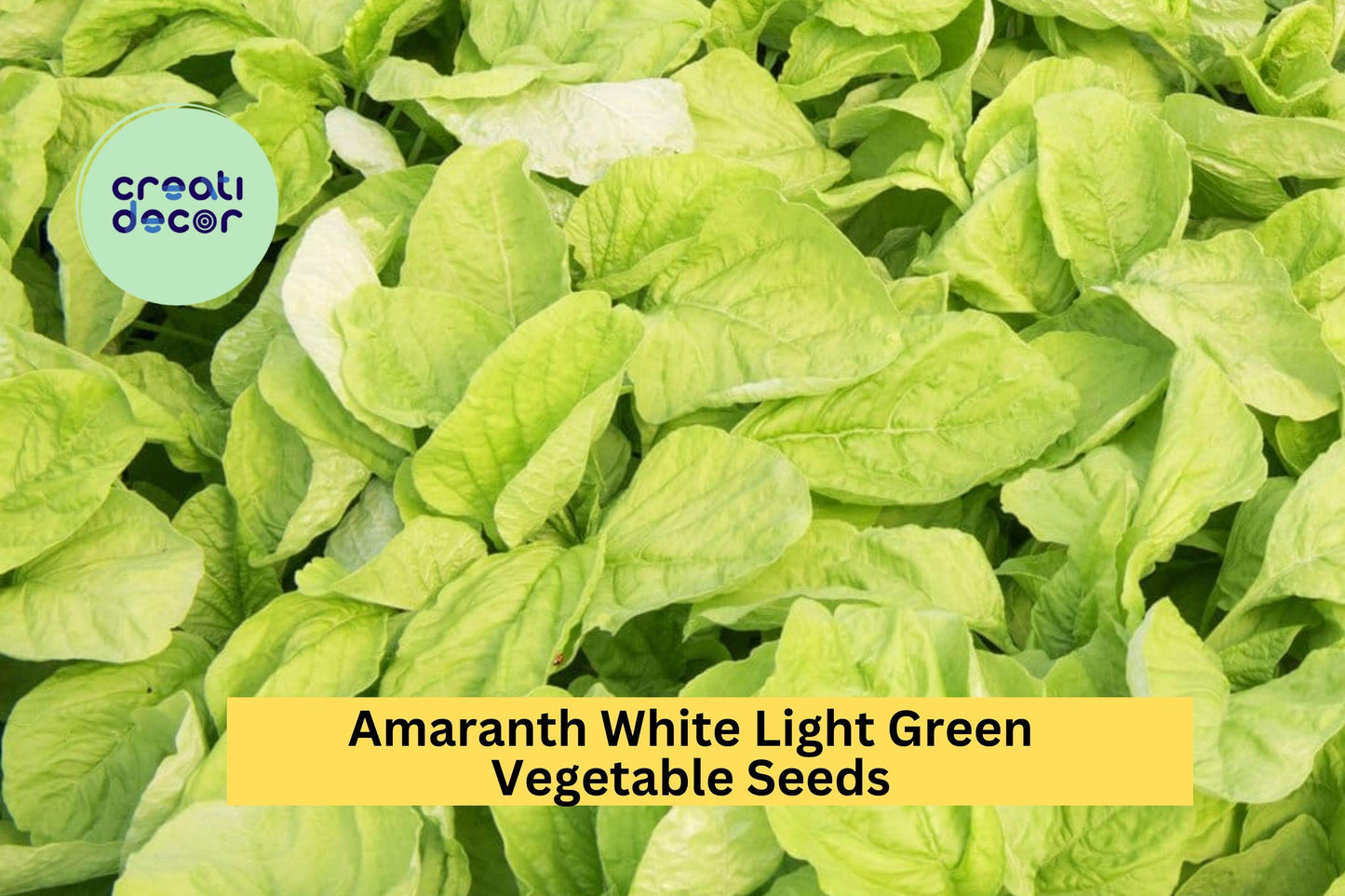 3 Pack Edible Amaranth Seeds White Light Green Leafy Greens for Garden Beds & Containers Amaranthus tricolor