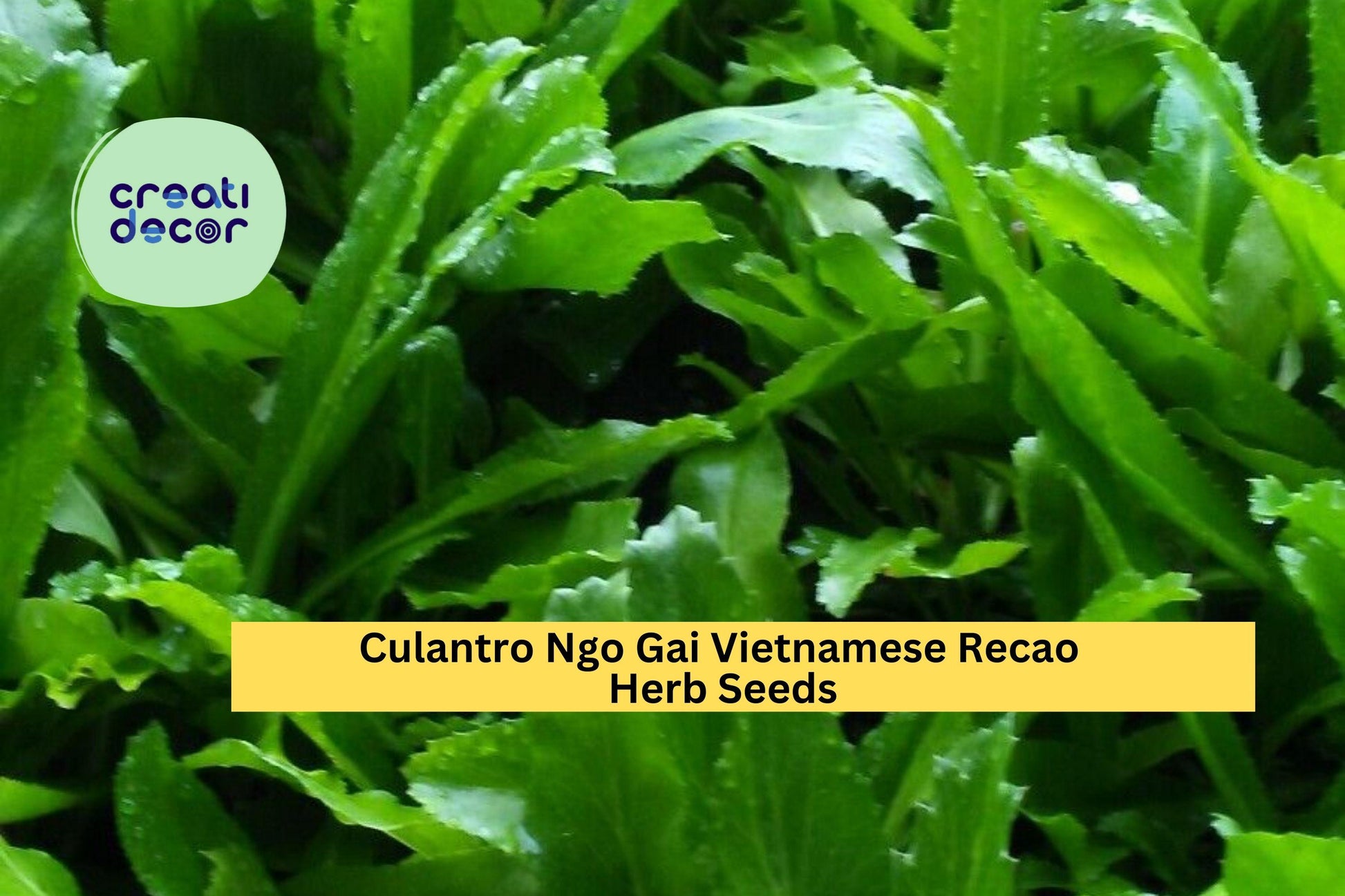 3 Pack Culantro Seeds Ngo Gai Vietnamese Recao Herb Eryngium foetidum for Garden, Container, Herb Bed