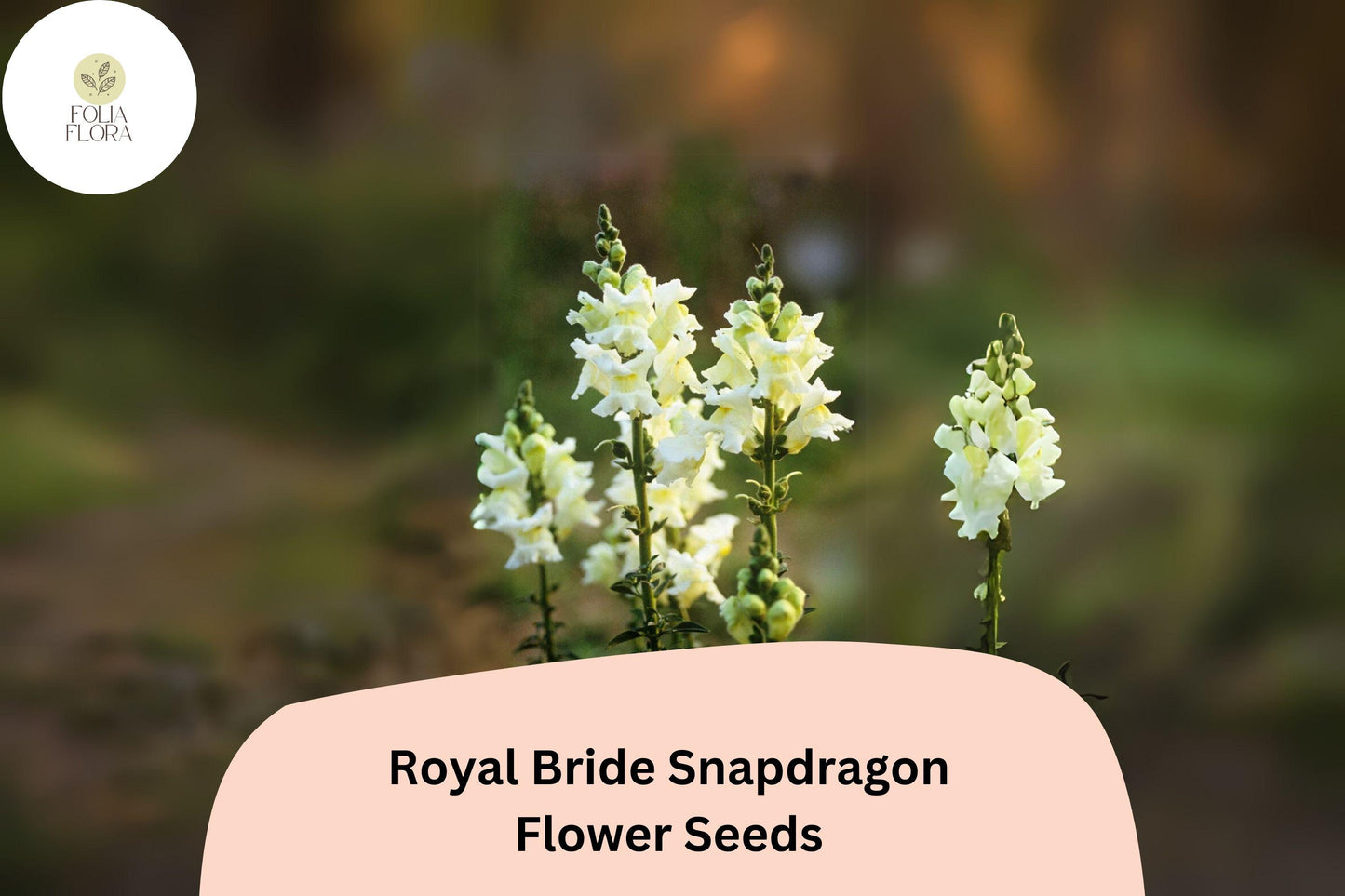 Antirrhinum majus Royal Bride Snapdragon Seeds – 1000+ Pure White Fragrant Double Blooms for Garden & Bouquets