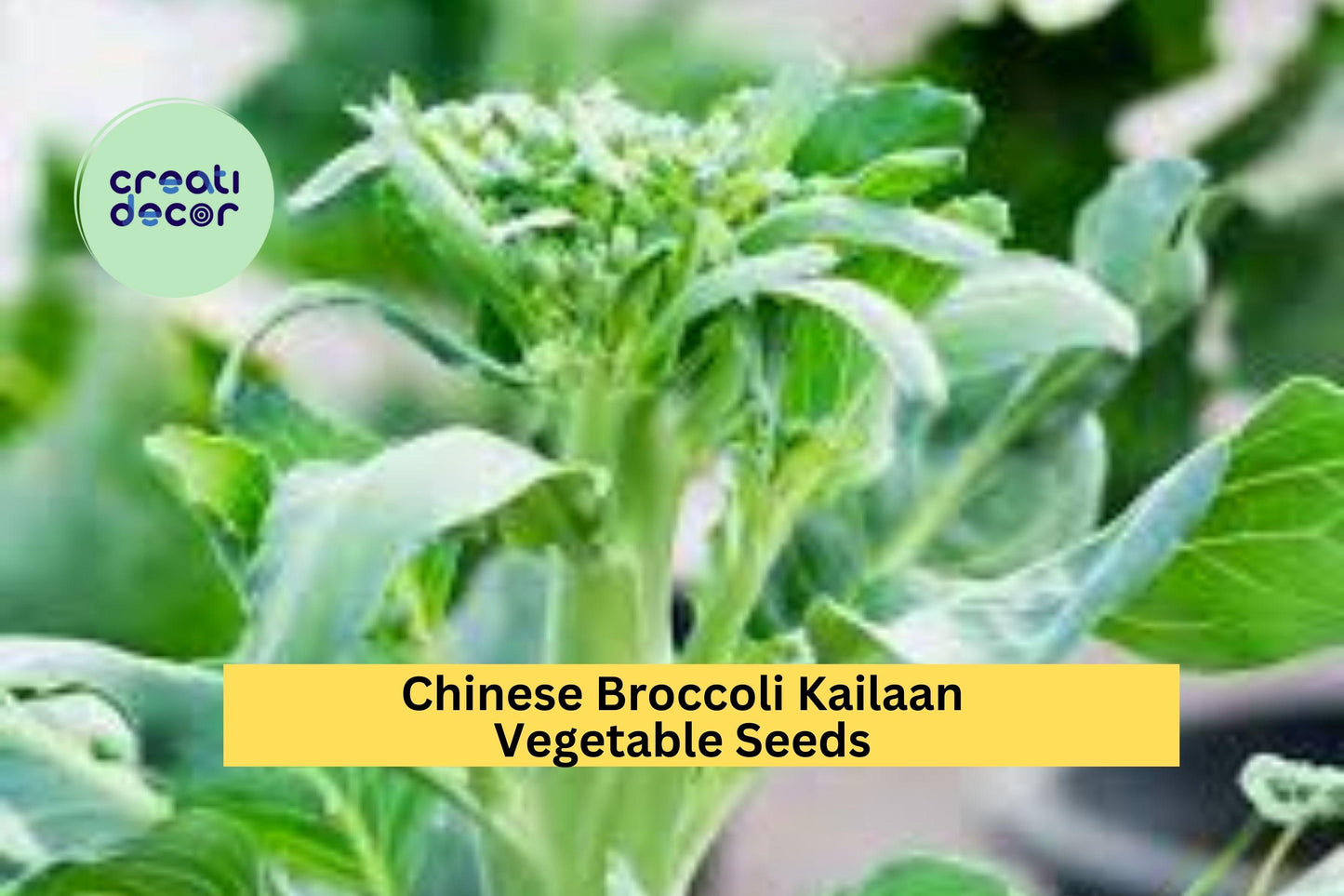 3pcs Chinese Broccoli Kailaan Seeds – Open Pollinated Asian Greens for Garden Beds & Containers – Brassica oleracea var. alboglabra