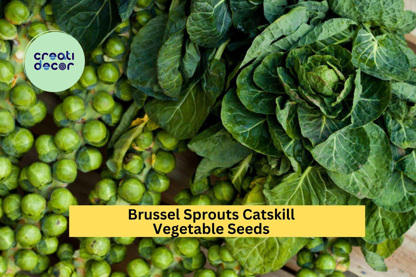 Brussels Sprouts Seeds 3 Pack – Heirloom Catskill Variety for Garden Beds, Containers, Cool-Season Growing Brassica oleracea