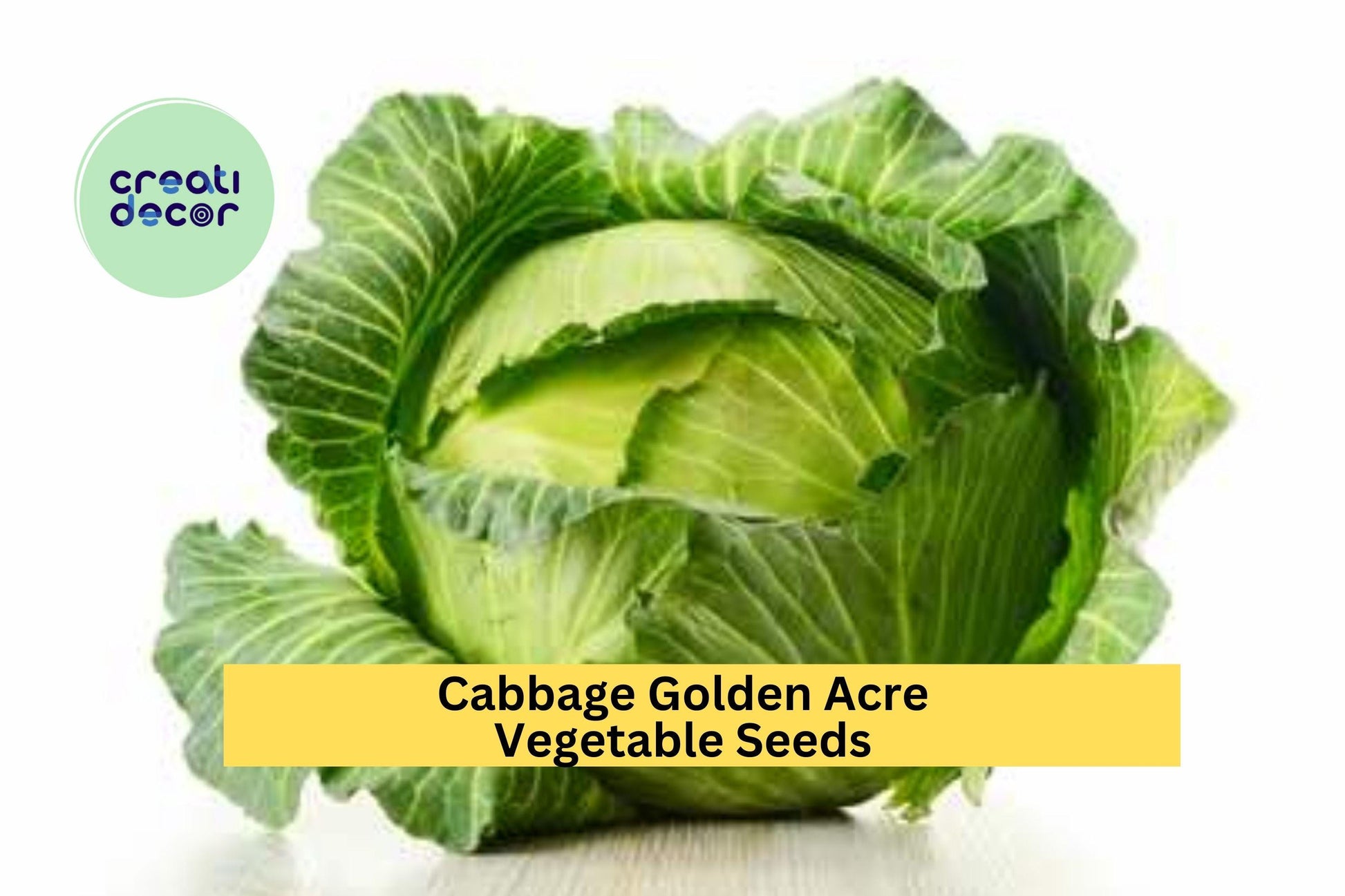 3pcs x 1g Golden Acre Cabbage Seeds – Heirloom Green Brassica oleracea for Garden Beds, Containers, Raised Rows