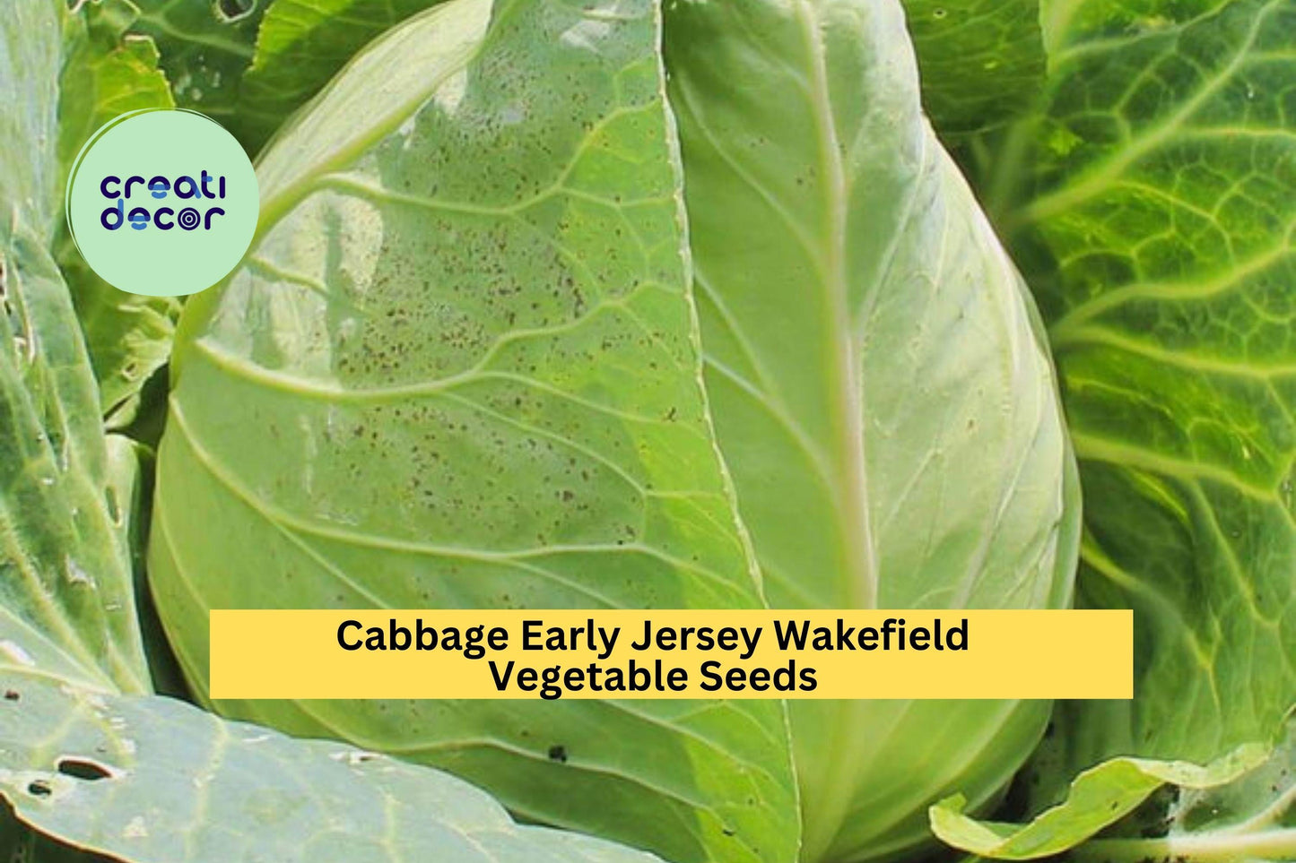 3pcs Early Jersey Wakefield Green Cabbage Seeds – Heirloom Brassica oleracea, Conical Heads for Garden or Raised Bed Planting
