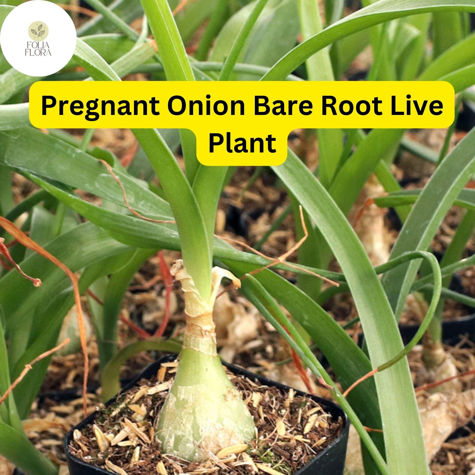 Bare Root Albuca bracteata Pregnant Onion Plant - Drought-Tolerant Succulent Houseplant with White Stripes