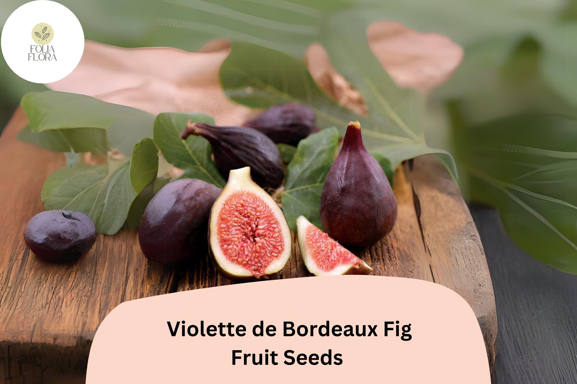 Violette de Bordeaux Fig Seeds – Heirloom Ficus carica with Deep Purple-Black Fruit & Red Flesh, Self-Pollinating, Drought-Tolerant