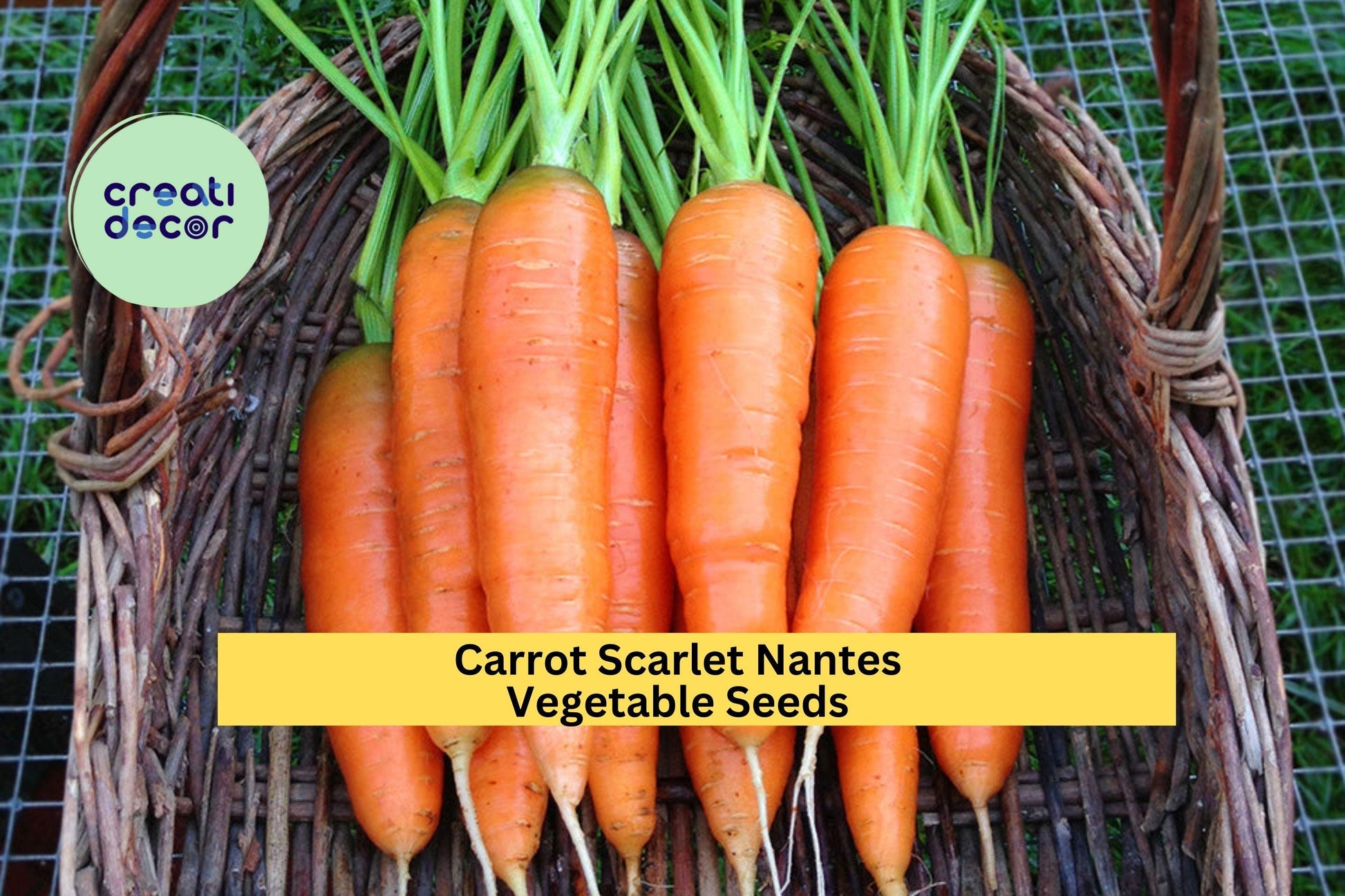 3pcs Scarlet Nantes Carrot Seeds – Heirloom Orange Root Vegetable for Garden Beds & Containers – Daucus carota subsp. sativus