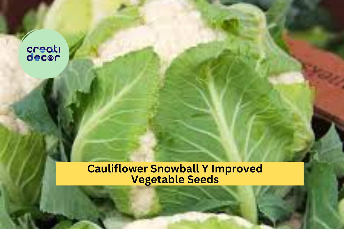 Cauliflower Seeds 3 Pack 500mg Snowball Y Improved Heirloom Compact White Heads for Raised Beds & Containers