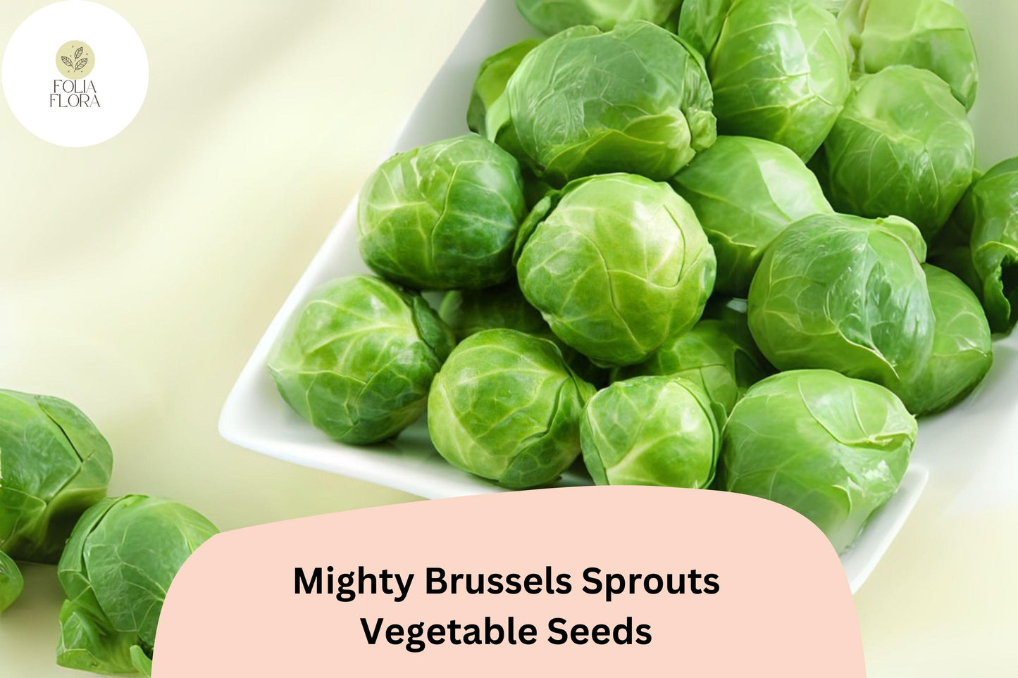 500+ Mighty Brussels Sprouts Seeds – High-Yield, Cold-Hardy Green Sprouts for Garden, Container, or Raised Bed Cultivation