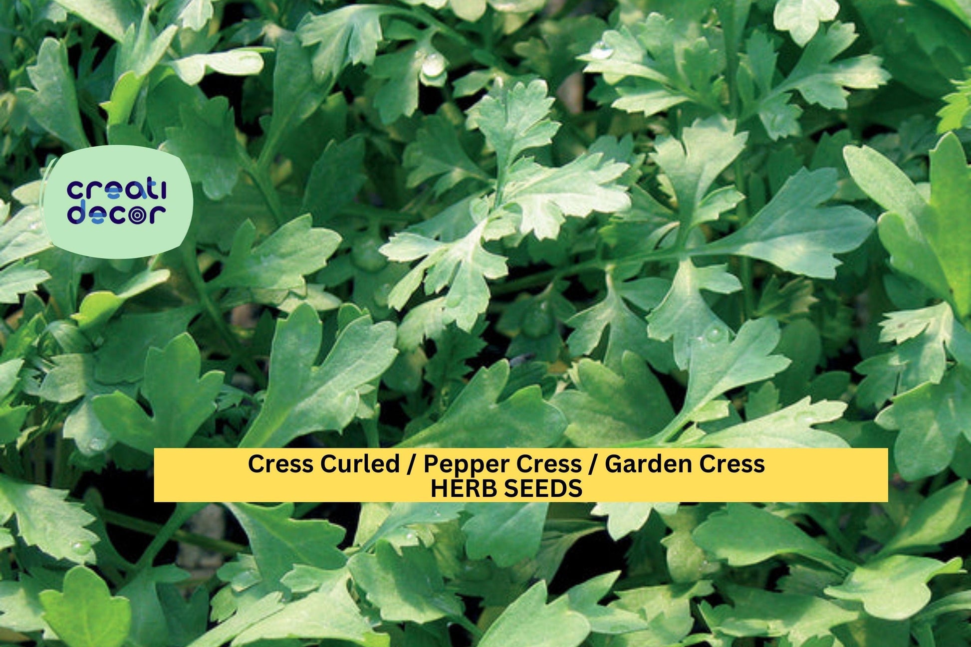 Garden Cress Seeds 3 Pack, Curled Lepidium sativum, Fast-Growing Peppery Greens for Indoor & Outdoor Planting