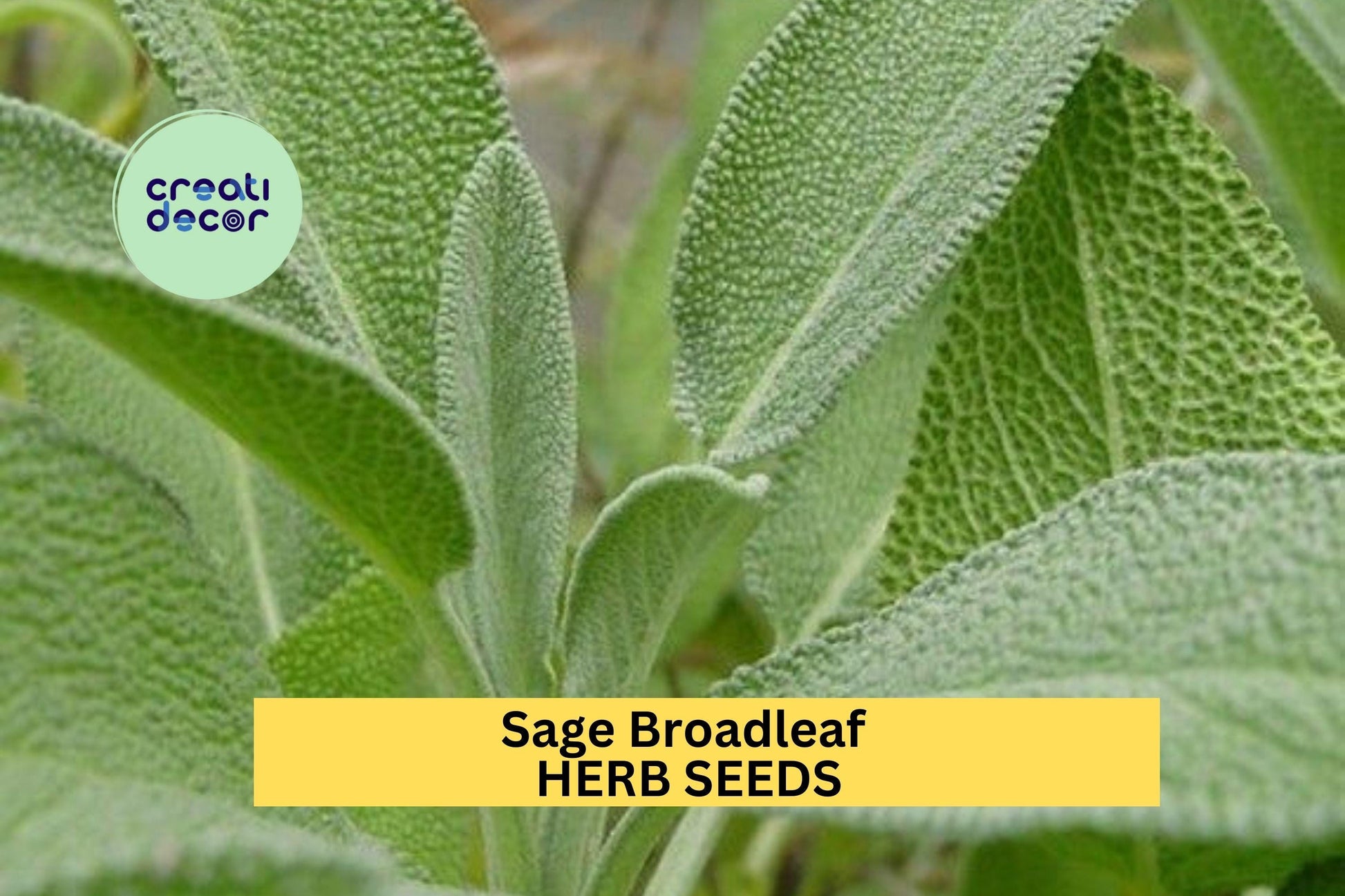 3pcs Sage Broadleaf Seeds – Culinary Herb Salvia officinalis for Garden, Containers & Herb Gardens