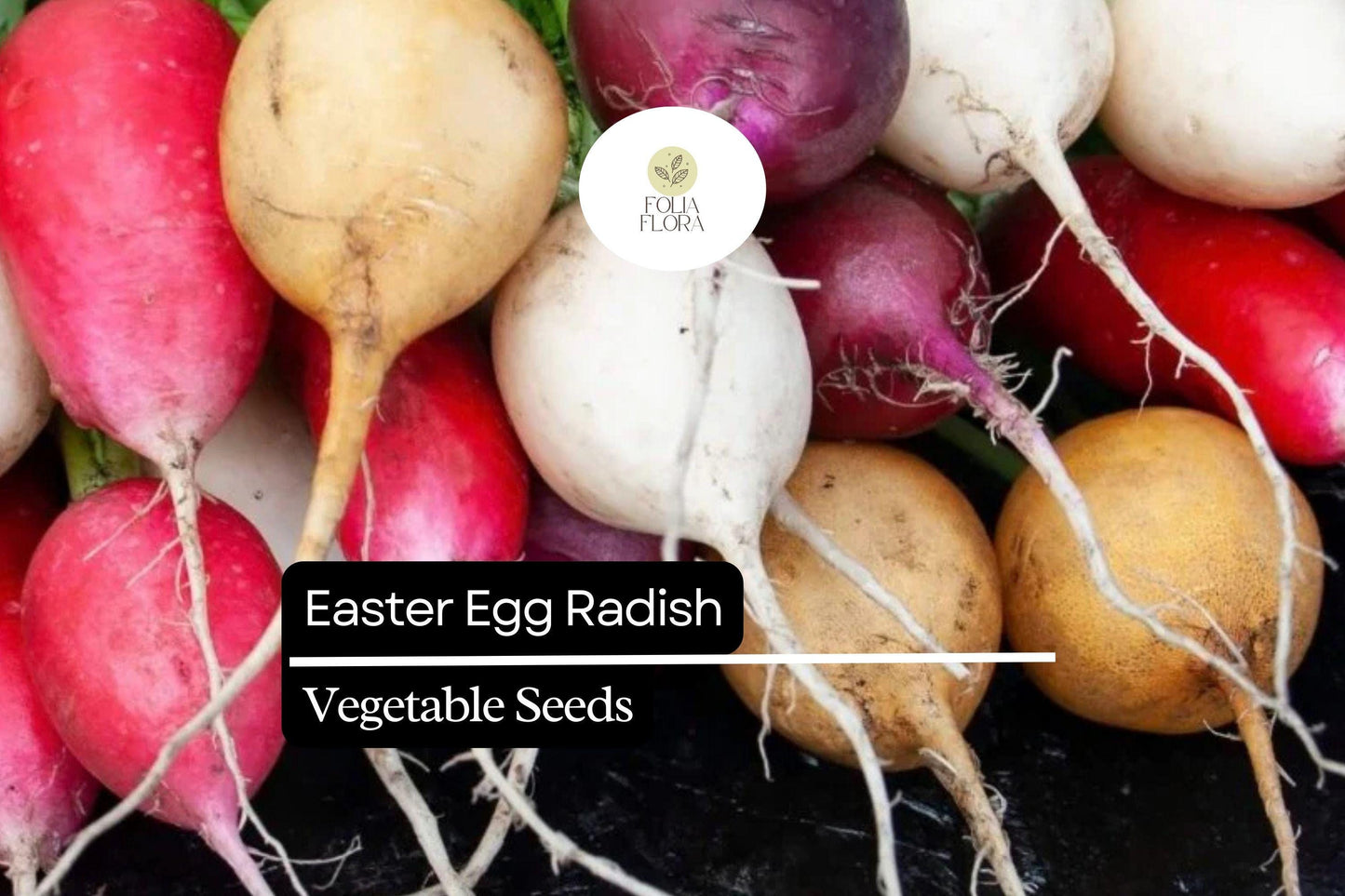 Easter Egg Radish Seeds – Colorful Heirloom Blend for Fast-Growing, Crisp Radishes in Red, Pink, Purple, White & Bi-Color