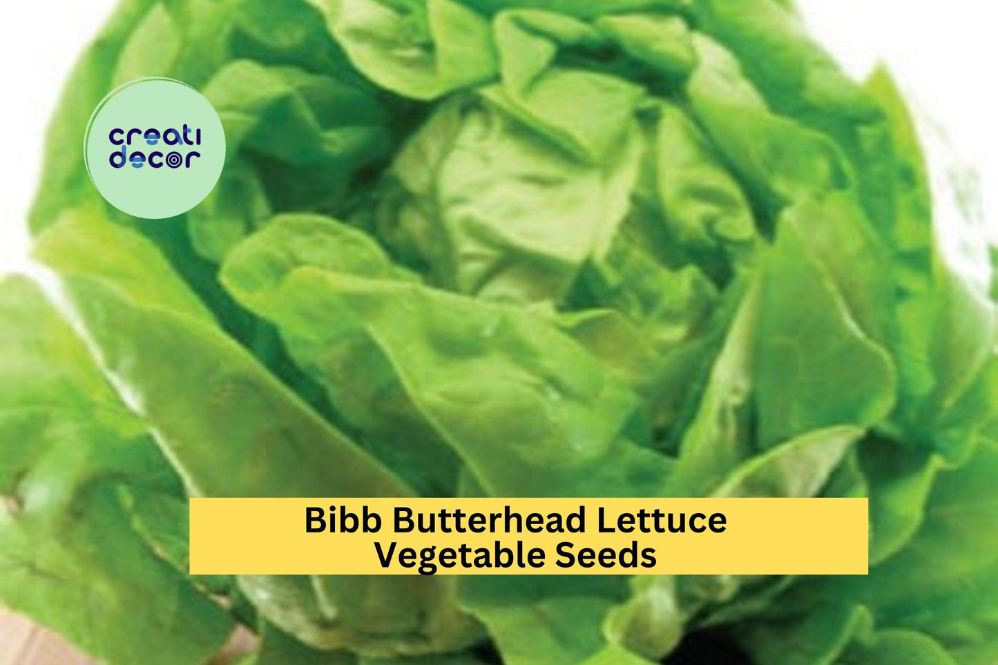 3pcs Bibb Butterhead Lettuce Seeds – Heirloom Lactuca sativa with Soft, Tender, Sweet Leaves for Raised Beds & Containers